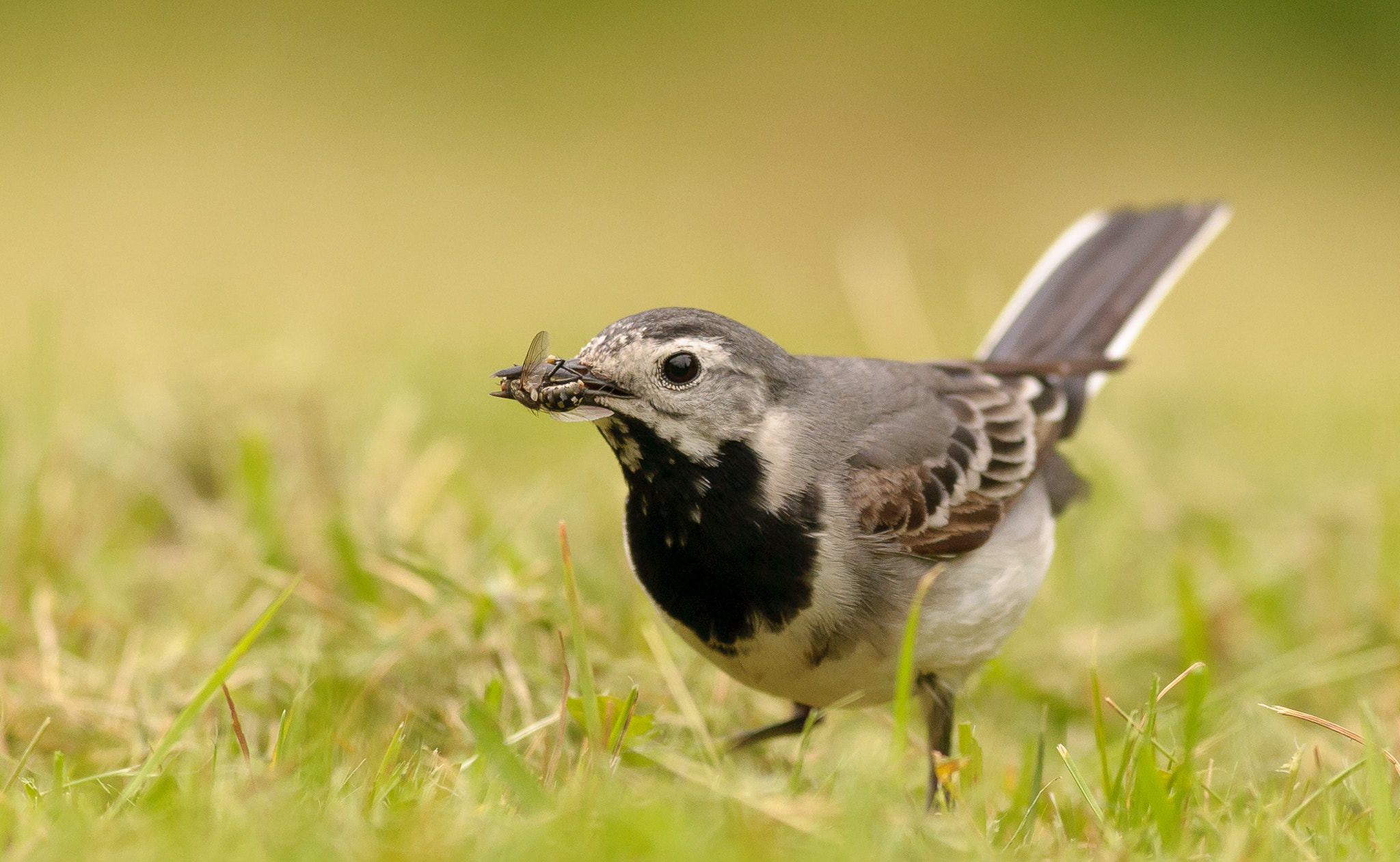 Nikon AF-S Nikkor 300mm F2.8G ED VR II sample photo. White wagtail catching insect photography