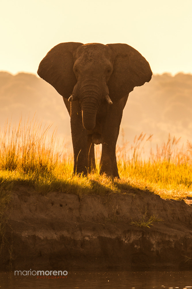 Canon EOS-1D Mark IV + Canon EF 300mm F2.8L IS USM sample photo. Giant in golden light photography