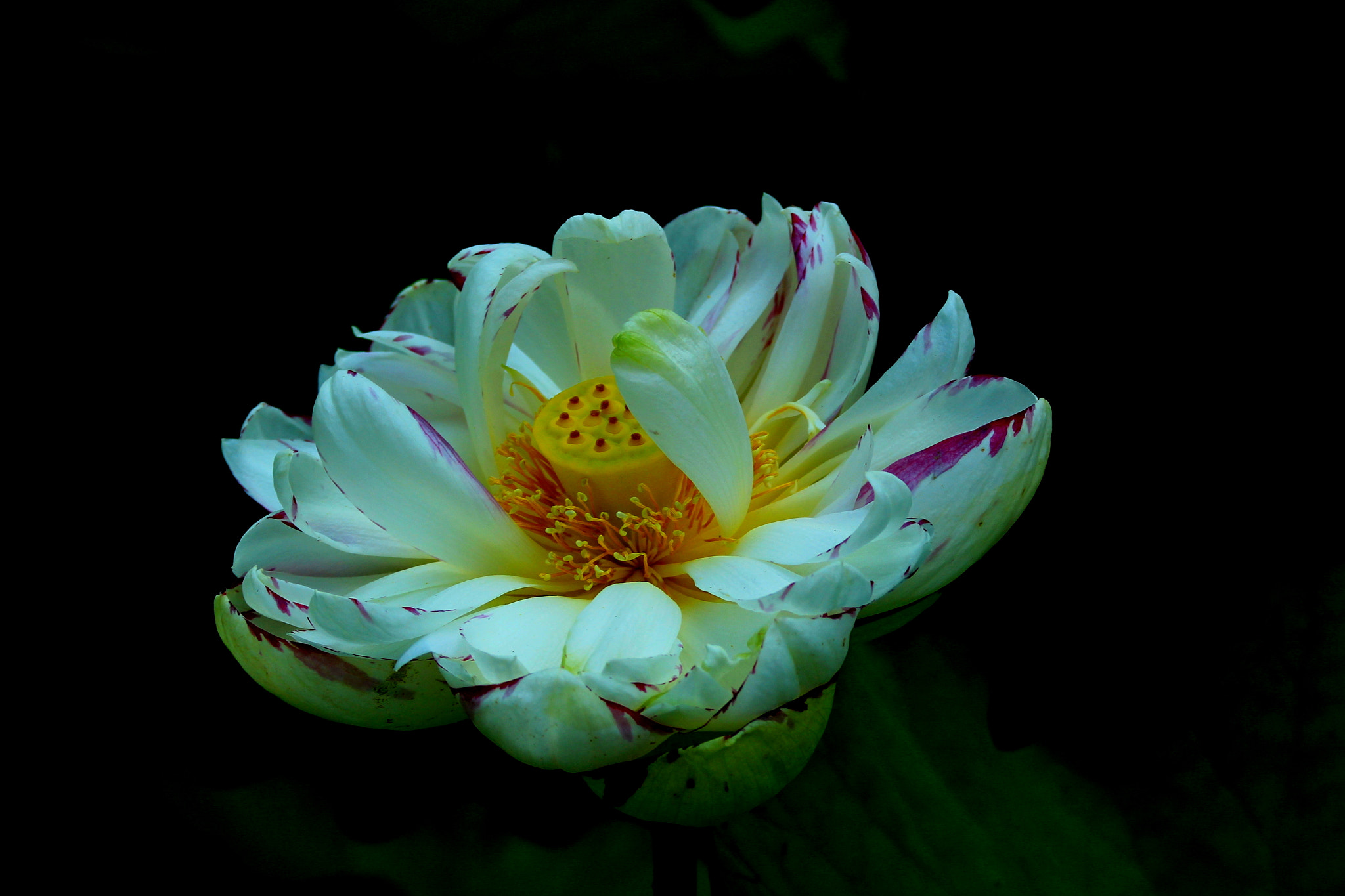 Canon EOS 550D (EOS Rebel T2i / EOS Kiss X4) + Tokina AT-X 280 AF Pro 28-80mm f/2.8 Aspherical sample photo. Lotus flower(蓮の花) photography