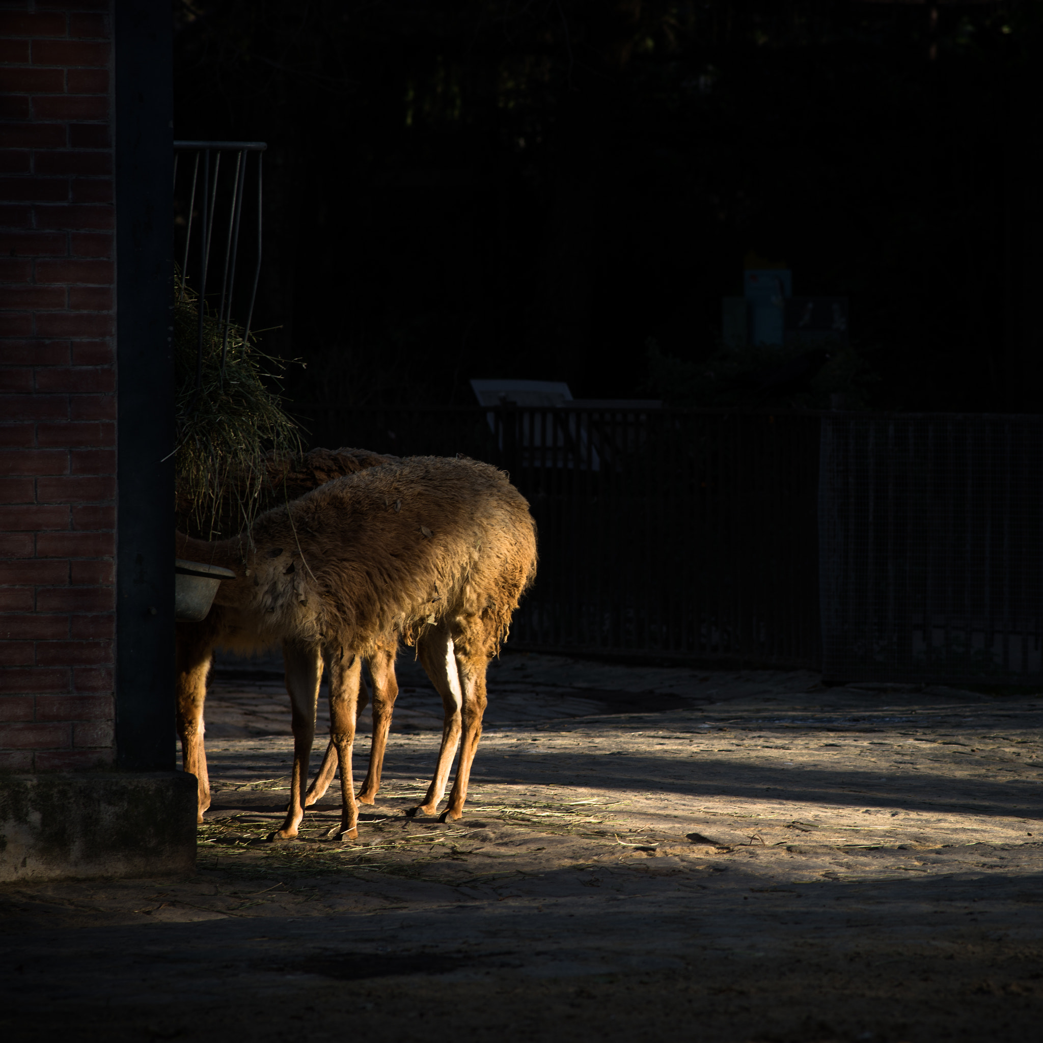 Nikon AF Nikkor 180mm F2.8D ED-IF sample photo. Human zoo photography