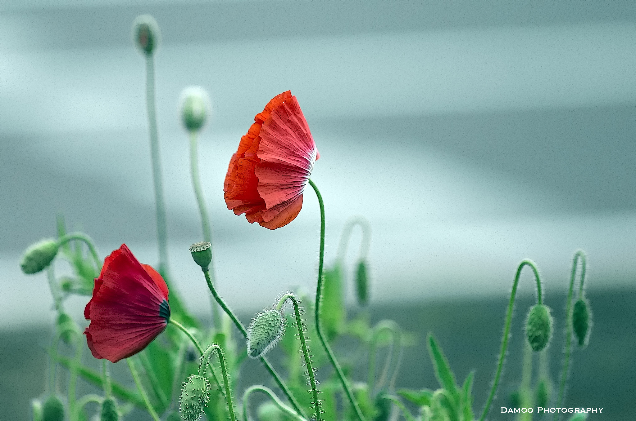 ZEISS Apo Sonnar T* 135mm F2 sample photo. P photography