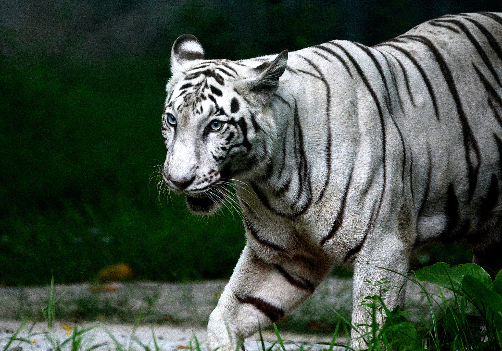 AF-S Zoom-Nikkor 80-200mm f/2.8D IF-ED sample photo. White and black, blue eyes photography