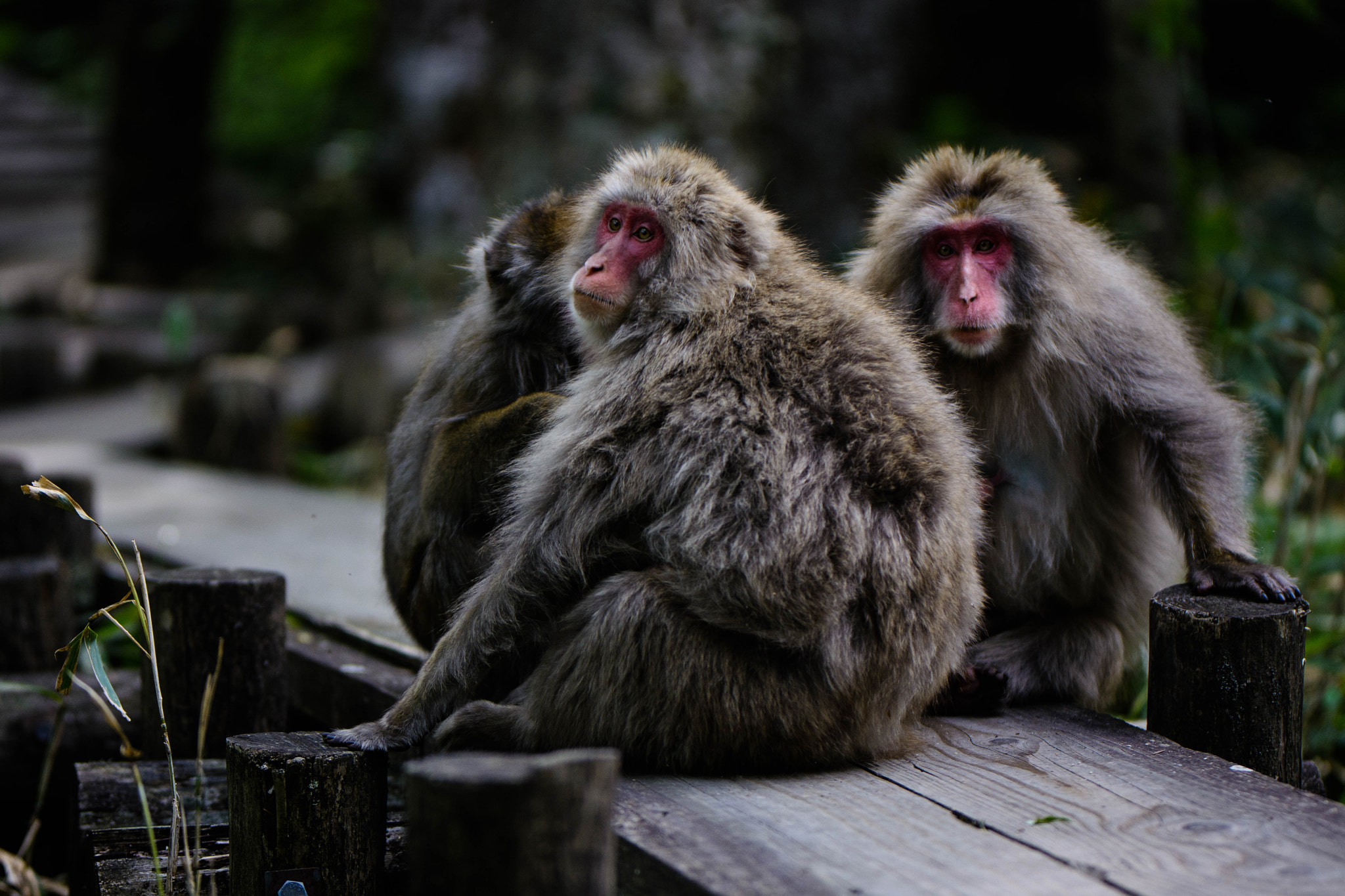 Nikon D5200 + Sigma 105mm F2.8 EX DG Macro sample photo. Kamikochi photography