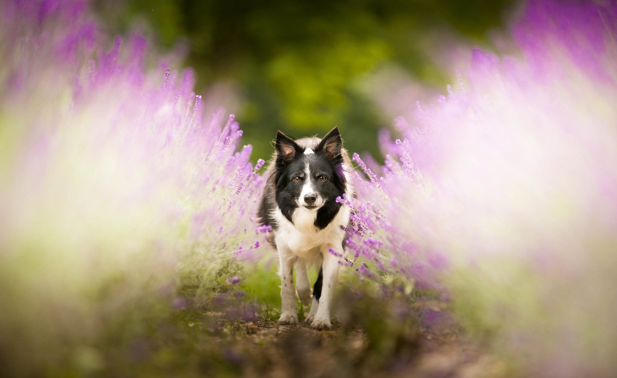 AF-S Zoom-Nikkor 80-200mm f/2.8D IF-ED sample photo. Lajka in lavenders photography