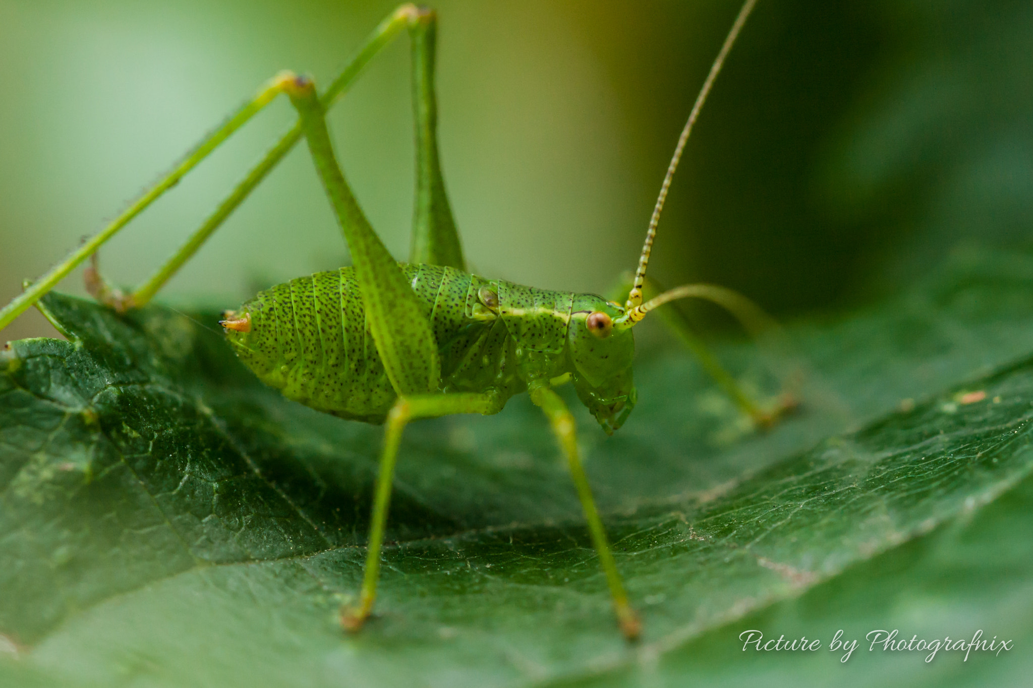 Canon EF 100mm F2.8L Macro IS USM sample photo. Grashüpfer photography