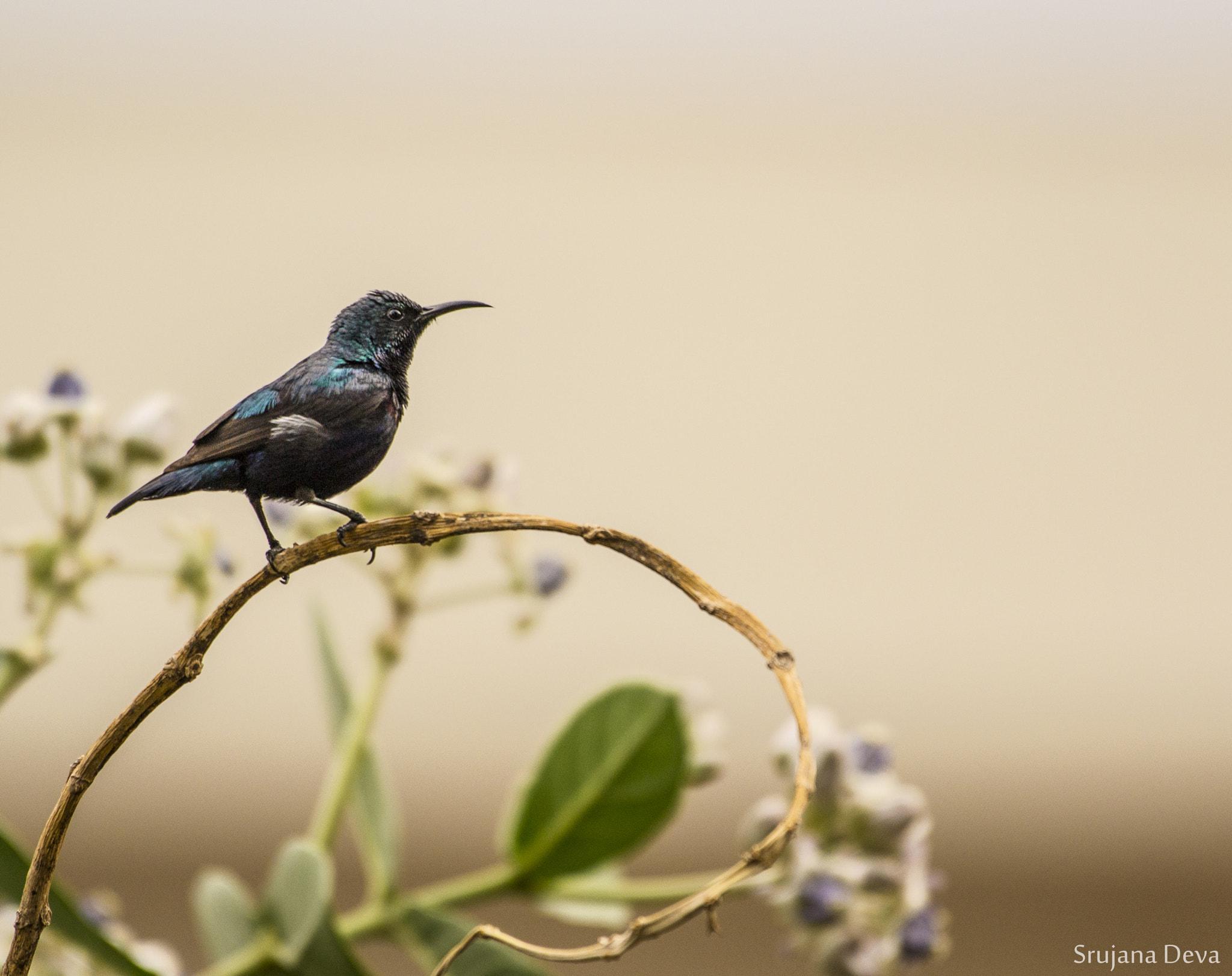 Nikon AF-S Nikkor 200-500mm F5.6E ED VR sample photo. Purple haze photography