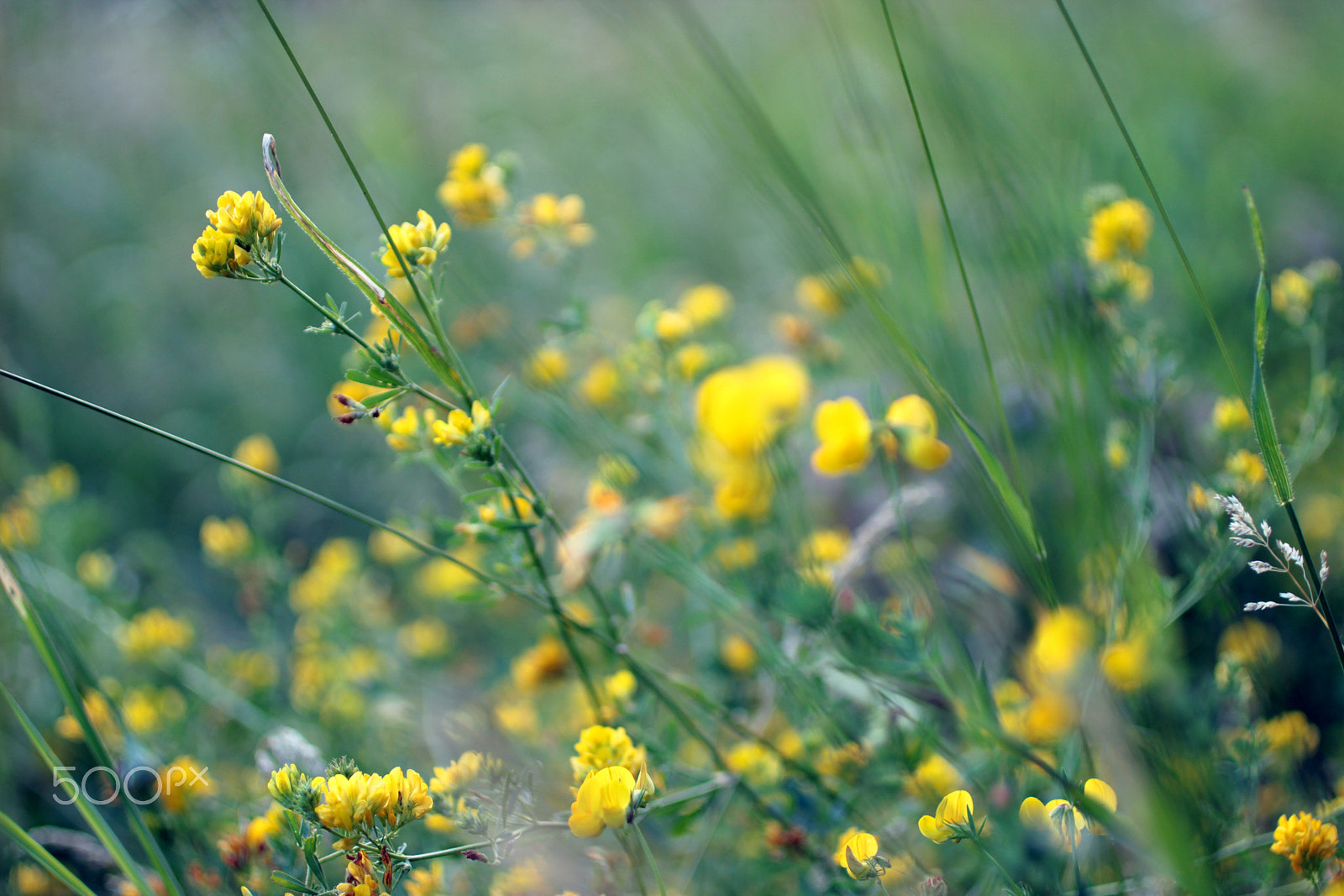 Canon EOS 600D (Rebel EOS T3i / EOS Kiss X5) + Canon EF 50mm F2.5 Macro sample photo. Summer air photography