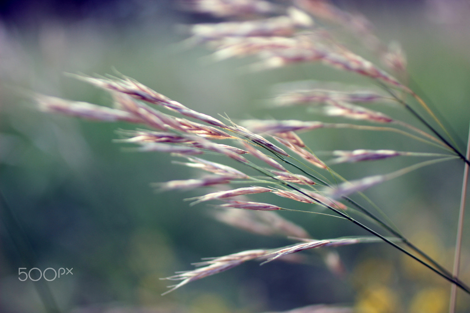 Canon EOS 600D (Rebel EOS T3i / EOS Kiss X5) + Canon EF 50mm F2.5 Macro sample photo. Summer air photography