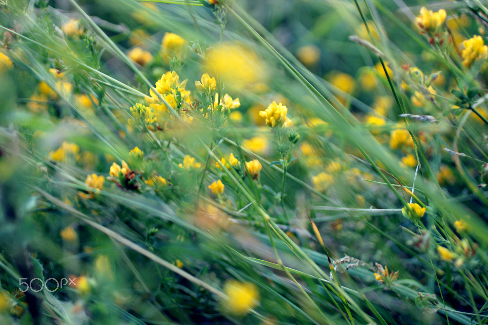 Canon EF 50mm F2.5 Macro sample photo. Summer air photography