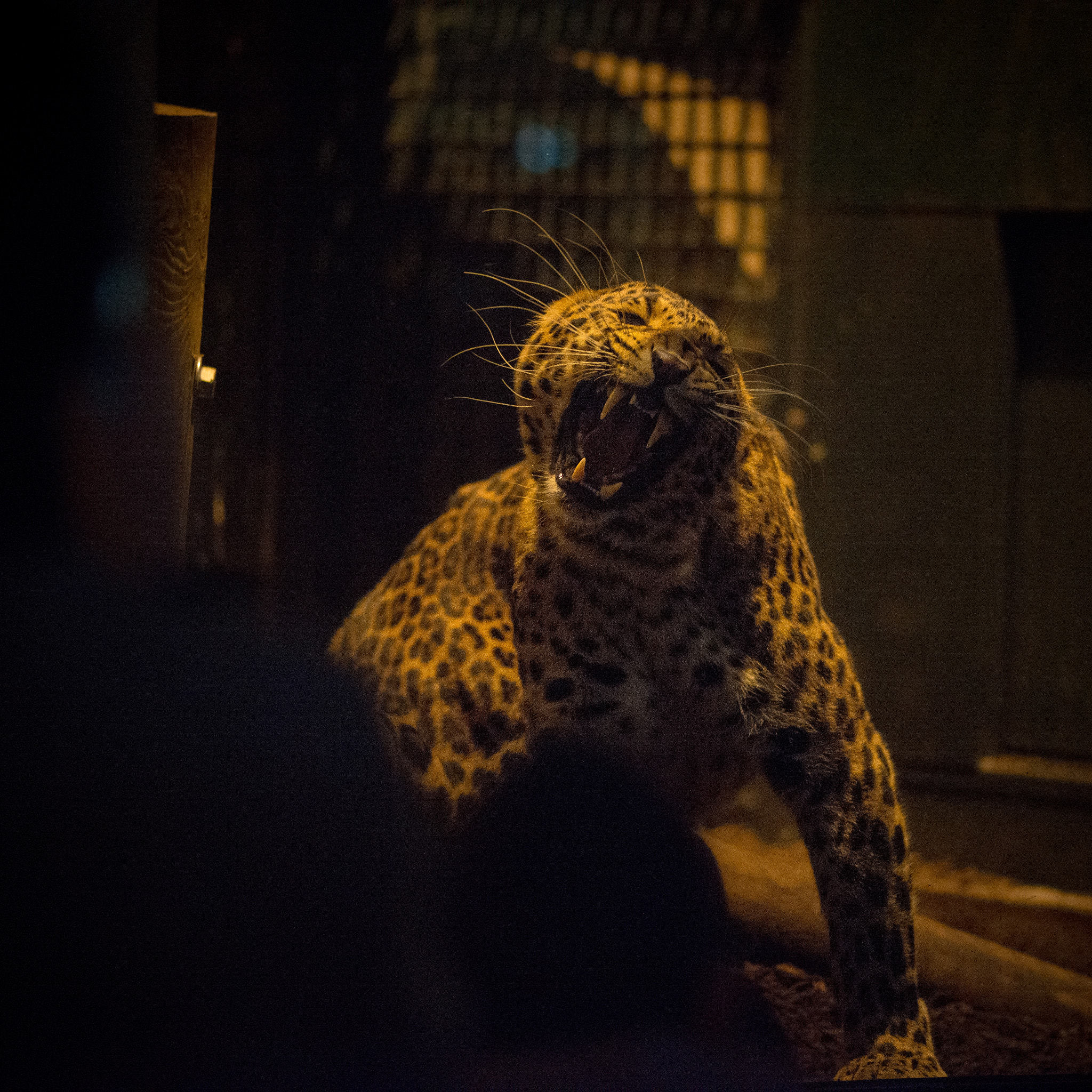 Nikon AF Nikkor 180mm F2.8D ED-IF sample photo. Human zoo photography