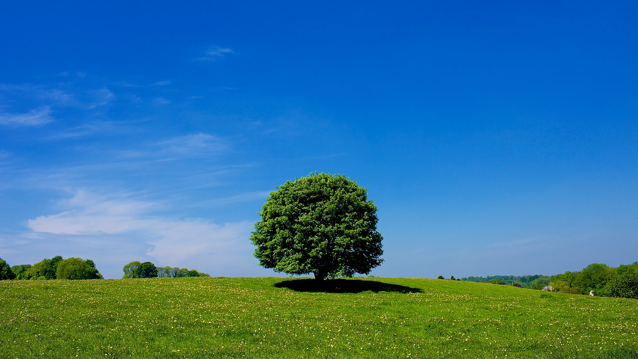 Canon EF 35mm F1.4L USM sample photo. Landscape limburg. photography