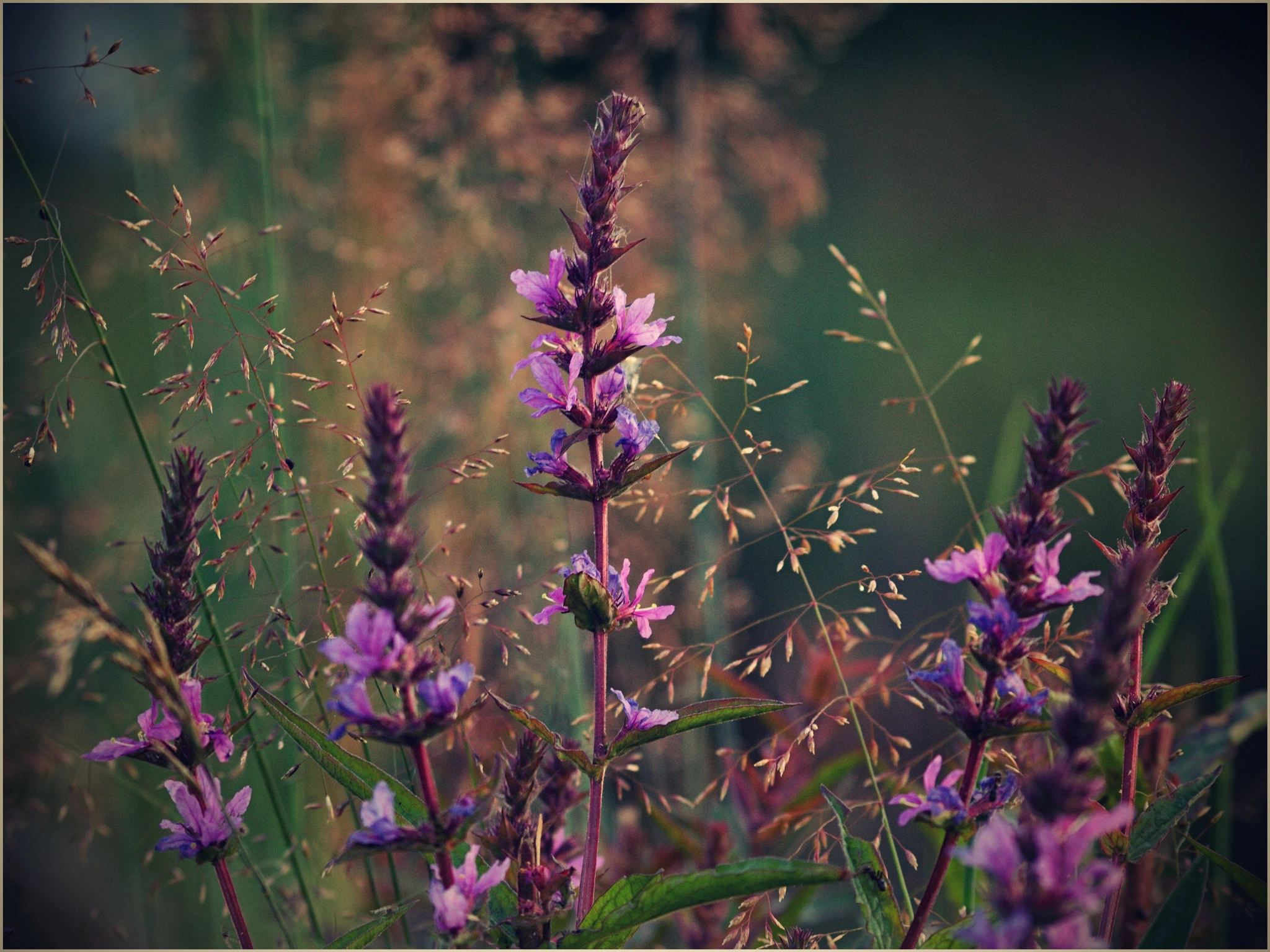 70.00 - 300.00 mm f/4.0 - 5.6 sample photo. The luzicke hory ... photography