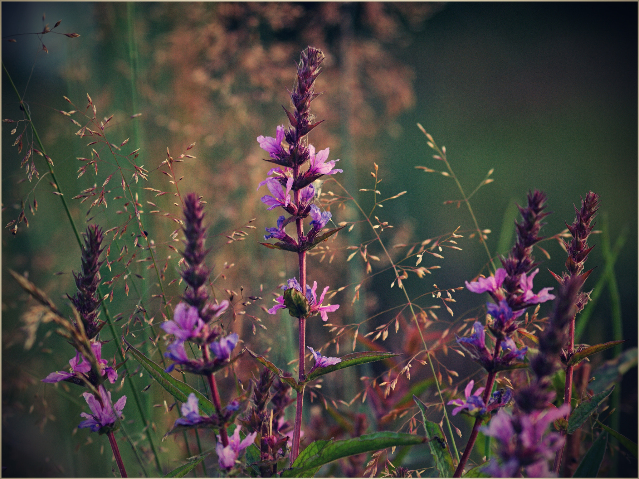 Olympus E-510 (EVOLT E-510) + 70.00 - 300.00 mm f/4.0 - 5.6 sample photo. The luzicke hory meadow... photography