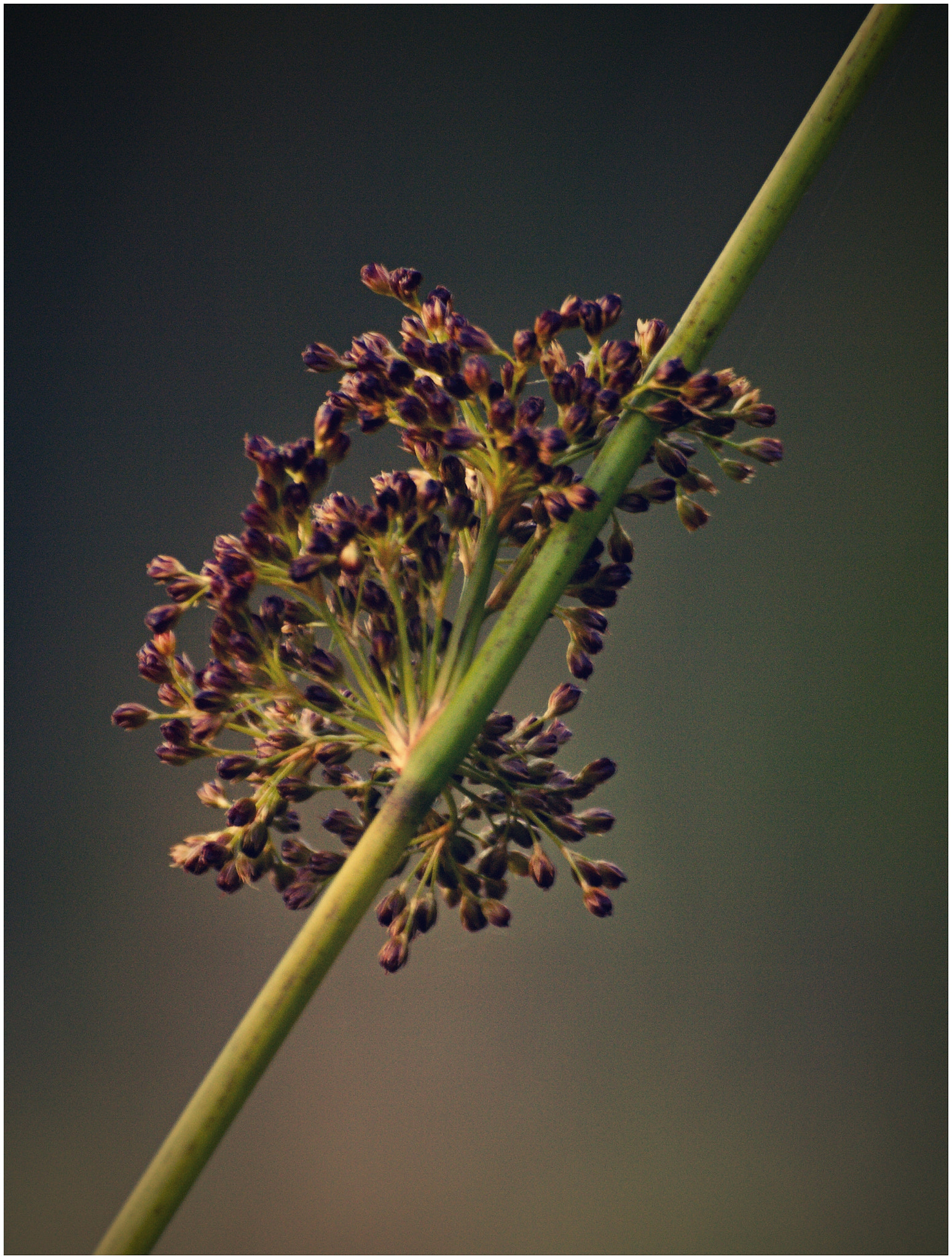 70.00 - 300.00 mm f/4.0 - 5.6 sample photo. The grass.. photography