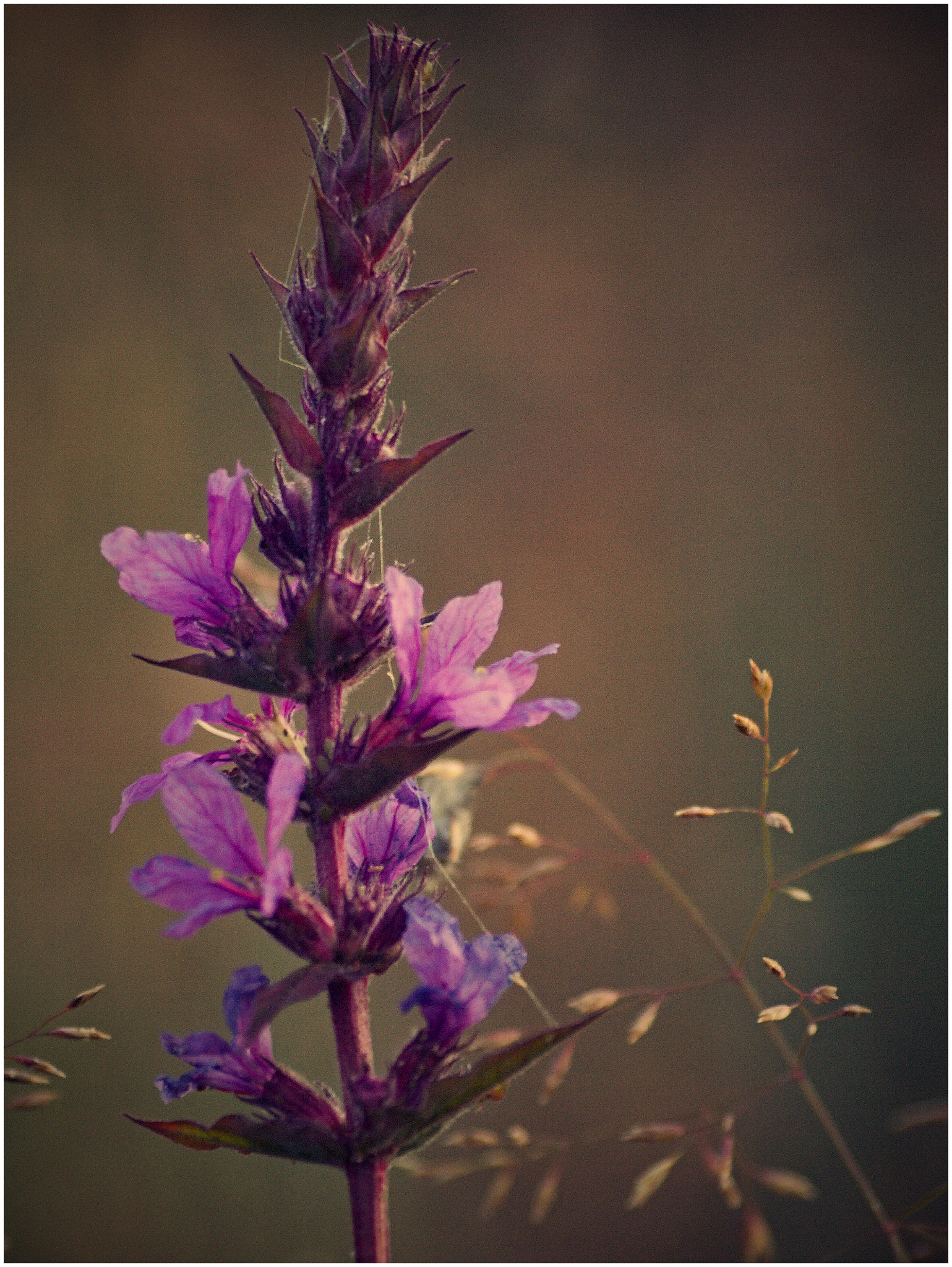 Olympus E-510 (EVOLT E-510) + 70.00 - 300.00 mm f/4.0 - 5.6 sample photo. The evening's light... photography