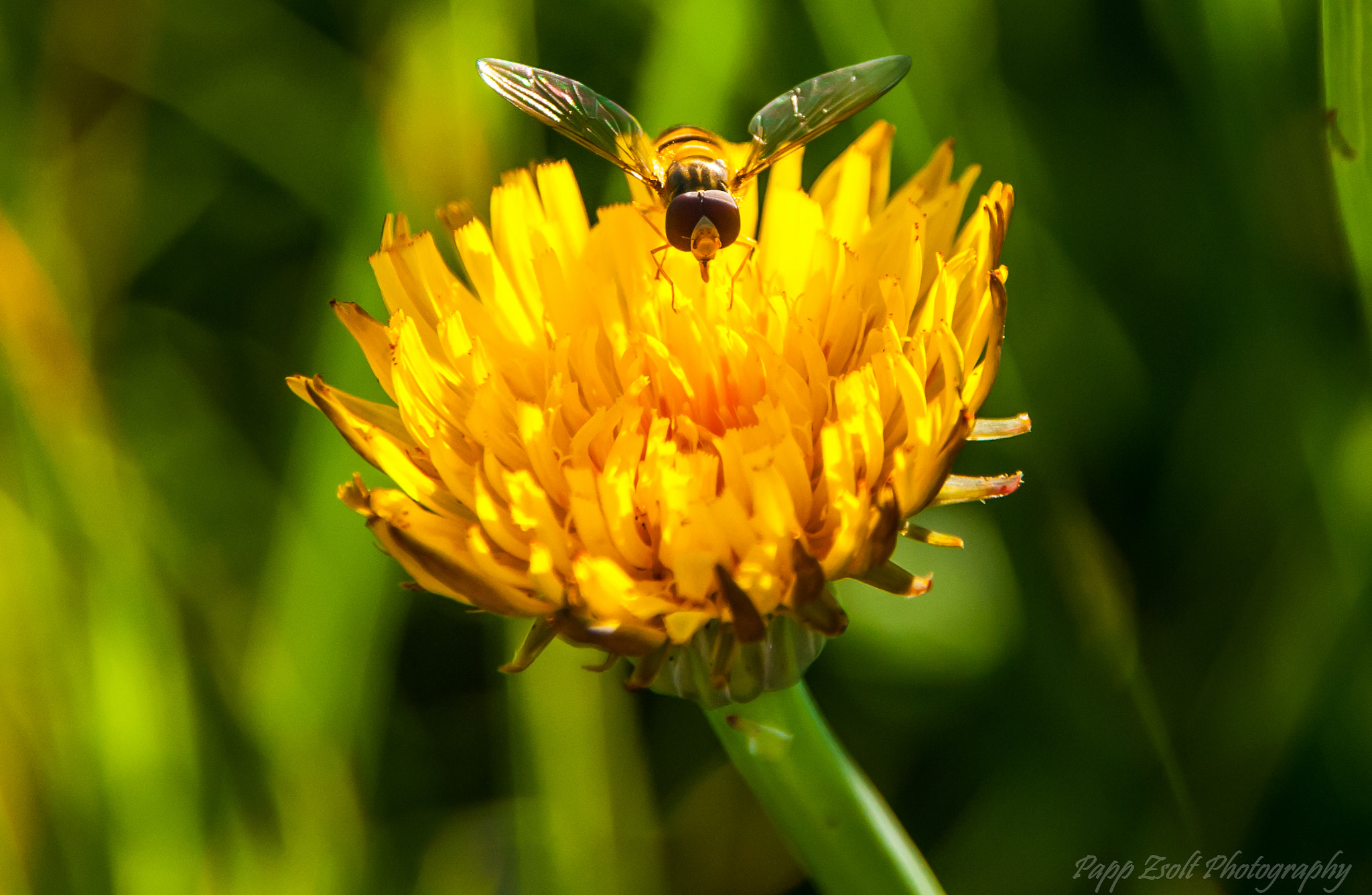 Sigma 18-200mm F3.5-6.3 DC sample photo. Good job photography