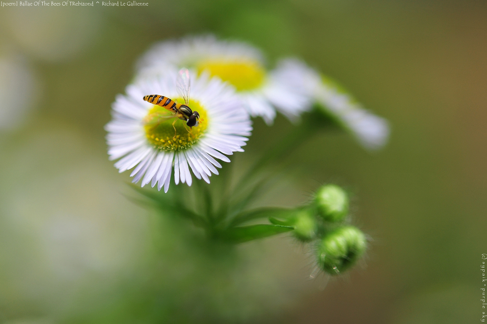 Nikon AF-S Micro-Nikkor 60mm F2.8G ED sample photo. Ballade of the bees of trebizond ii photography