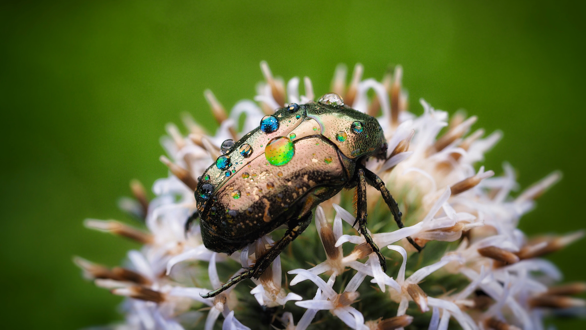 Olympus PEN E-PL7 sample photo. A drone beetle in the rain photography