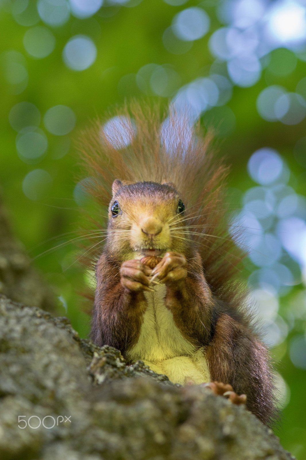 Nikon AF-S Micro-Nikkor 105mm F2.8G IF-ED VR sample photo. Om nom nom photography