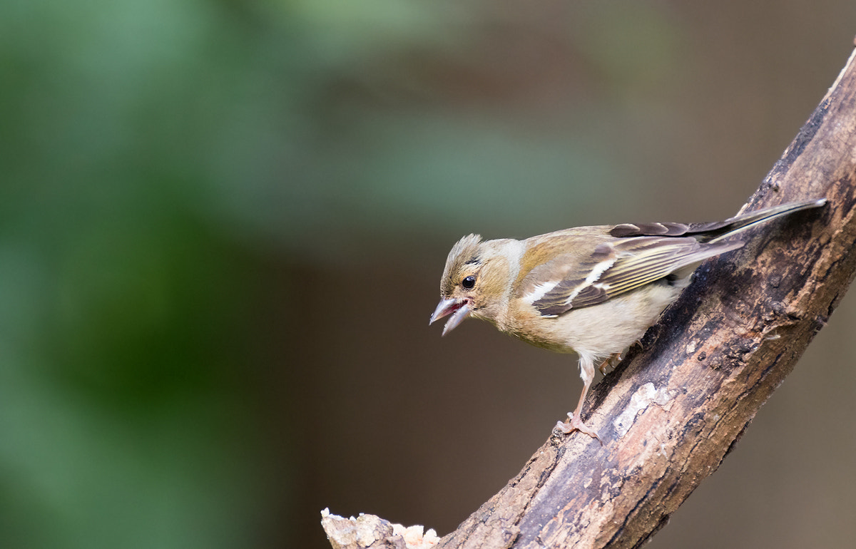 Canon EOS 7D Mark II + Canon EF 200mm F2.8L II USM sample photo. Brambling photography