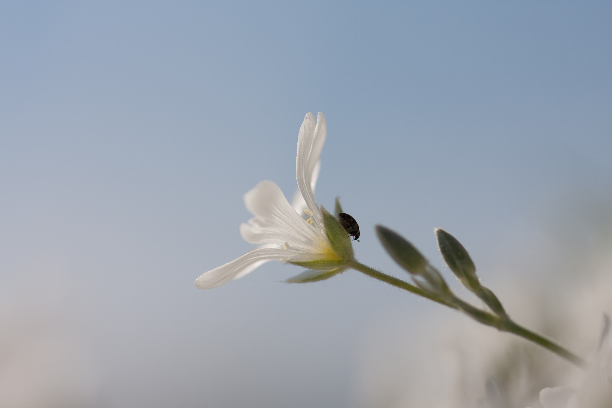 Canon EOS 40D + Sigma 105mm F2.8 EX DG Macro sample photo. The way down photography