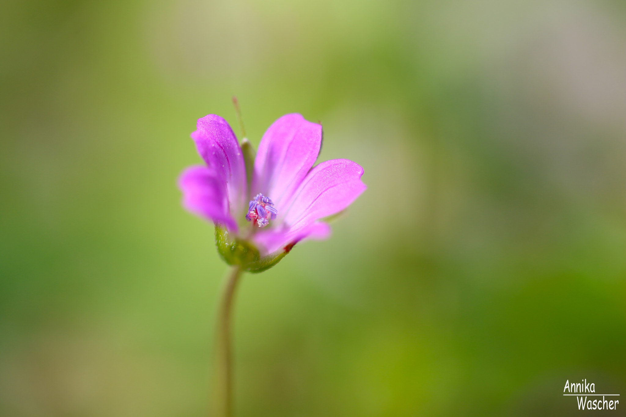 Canon EOS 70D + Sigma 18-50mm f/2.8 Macro sample photo. Bright and beautiful photography