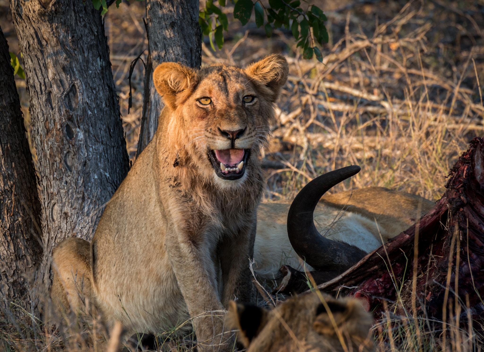 Nikon D800 + Sigma 50-500mm F4.5-6.3 DG OS HSM sample photo. The happy lion photography