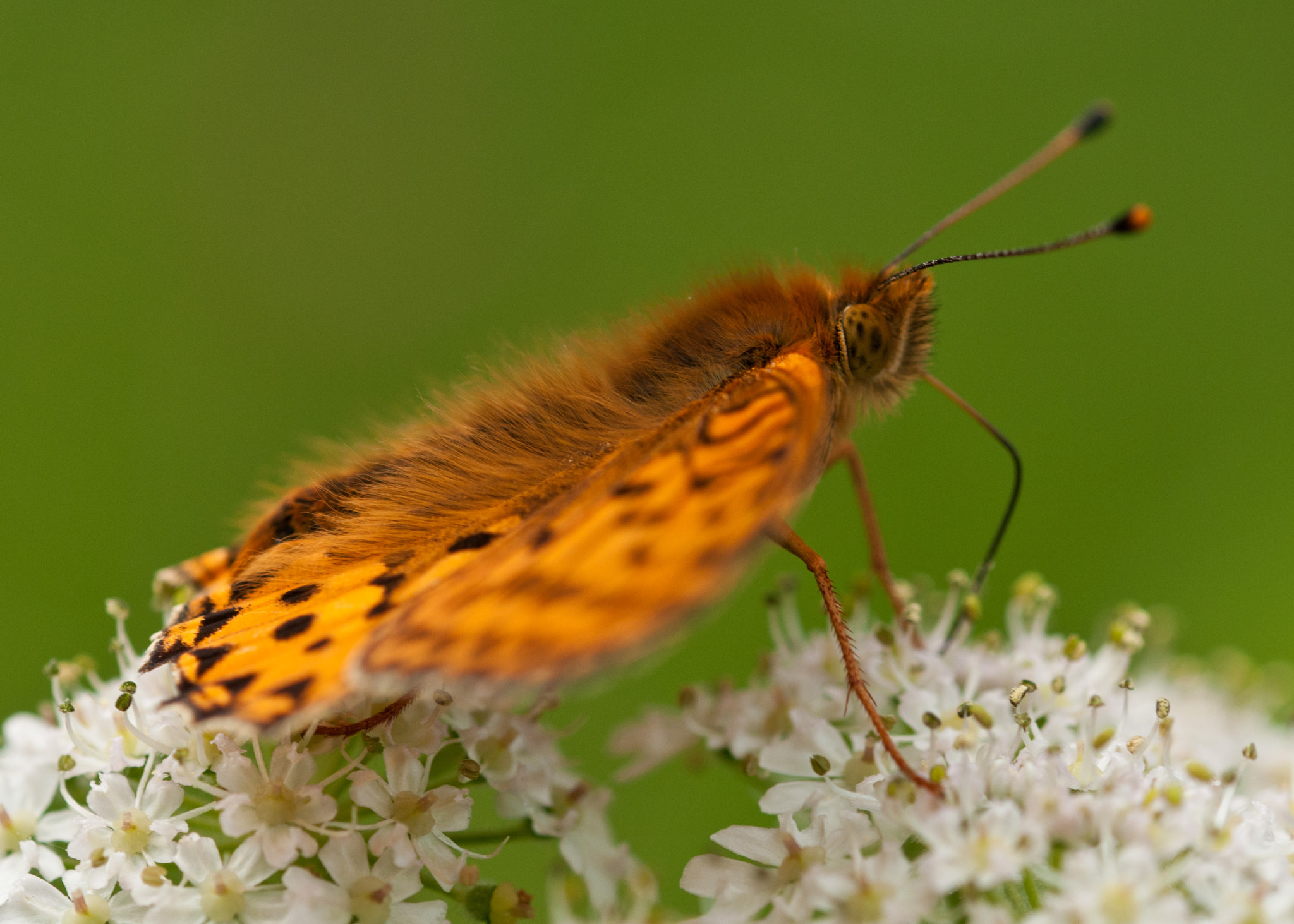 Sigma 105mm F2.8 EX DG OS HSM sample photo. Dark green fritillary photography