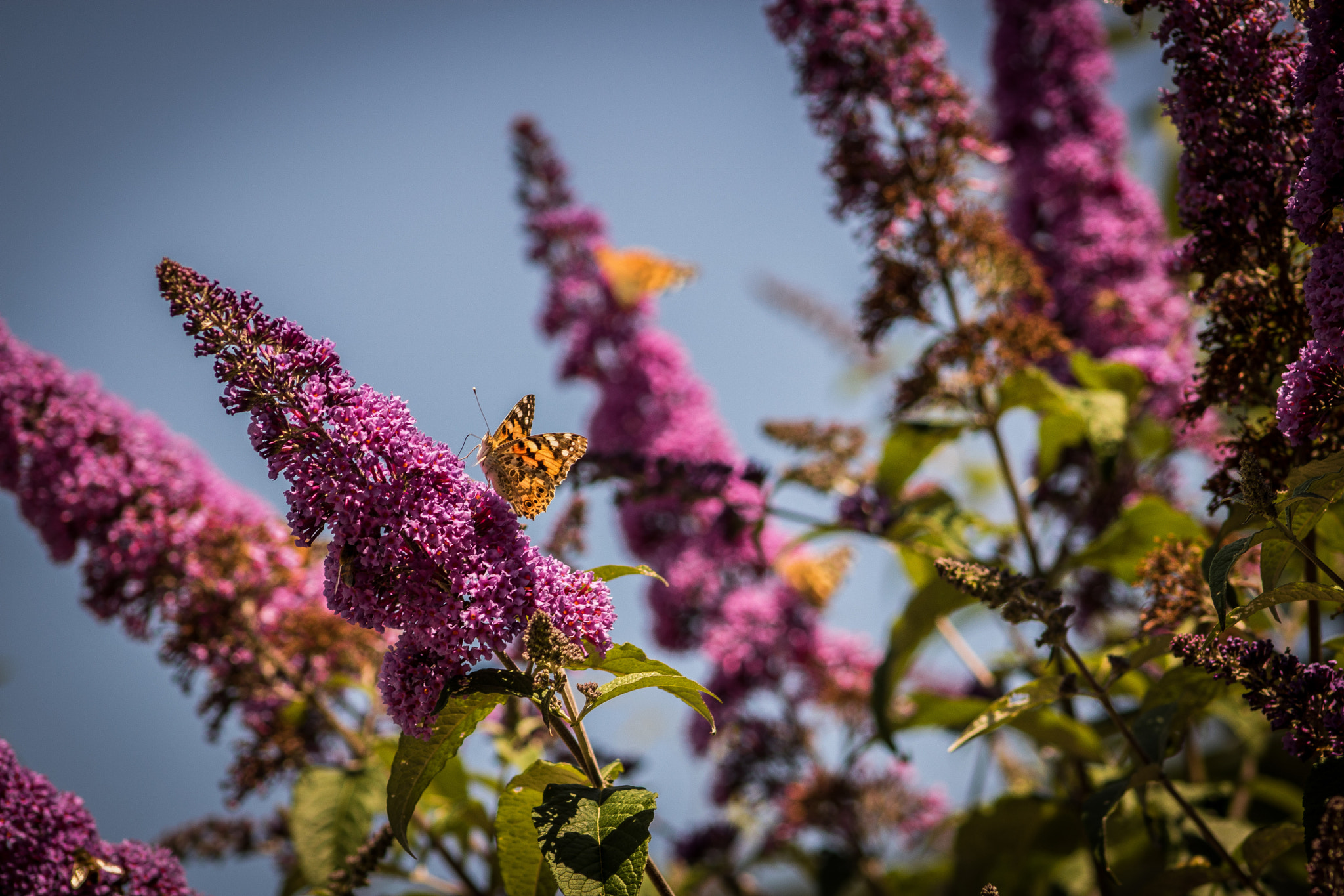 Canon EOS 750D (EOS Rebel T6i / EOS Kiss X8i) + EF75-300mm f/4-5.6 sample photo. Butterfly photography