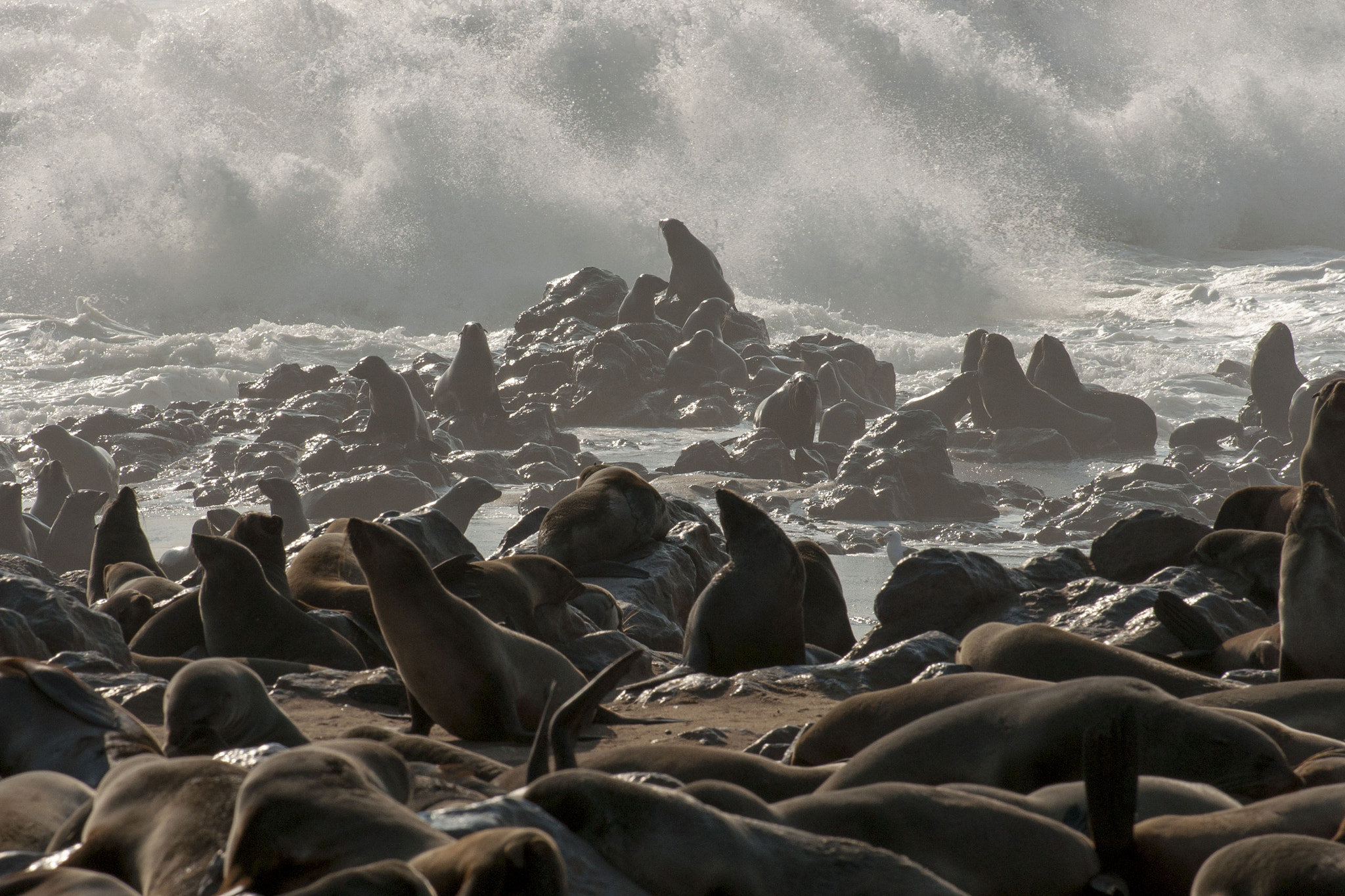 Sony Alpha DSLR-A700 + Minolta/Sony AF 70-200mm F2.8 G sample photo. Fur seals - cape cross - namibia photography