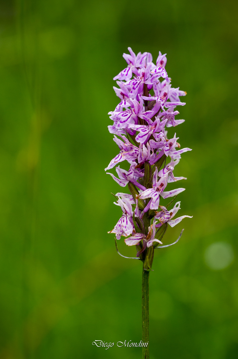 Sigma 150mm F2.8 EX DG Macro HSM sample photo. Macro photography