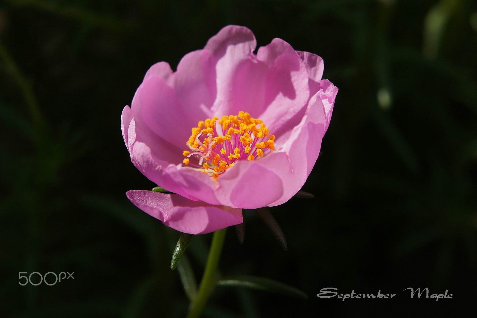 Sony NEX-5C sample photo. 粉色马齿笕 1 photography