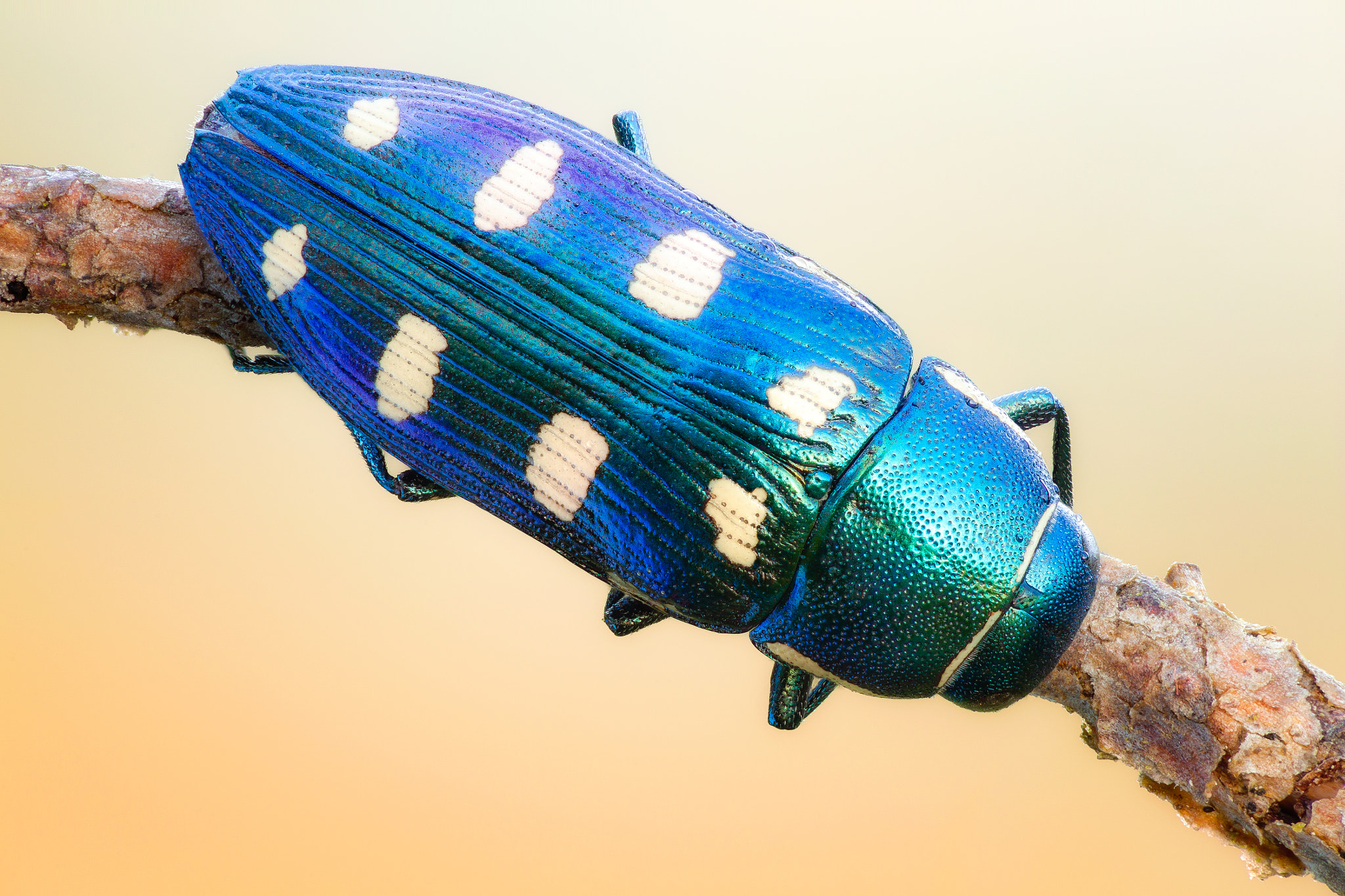Canon EF 180mm F3.5L Macro USM sample photo. 8-spotted jewel ii photography