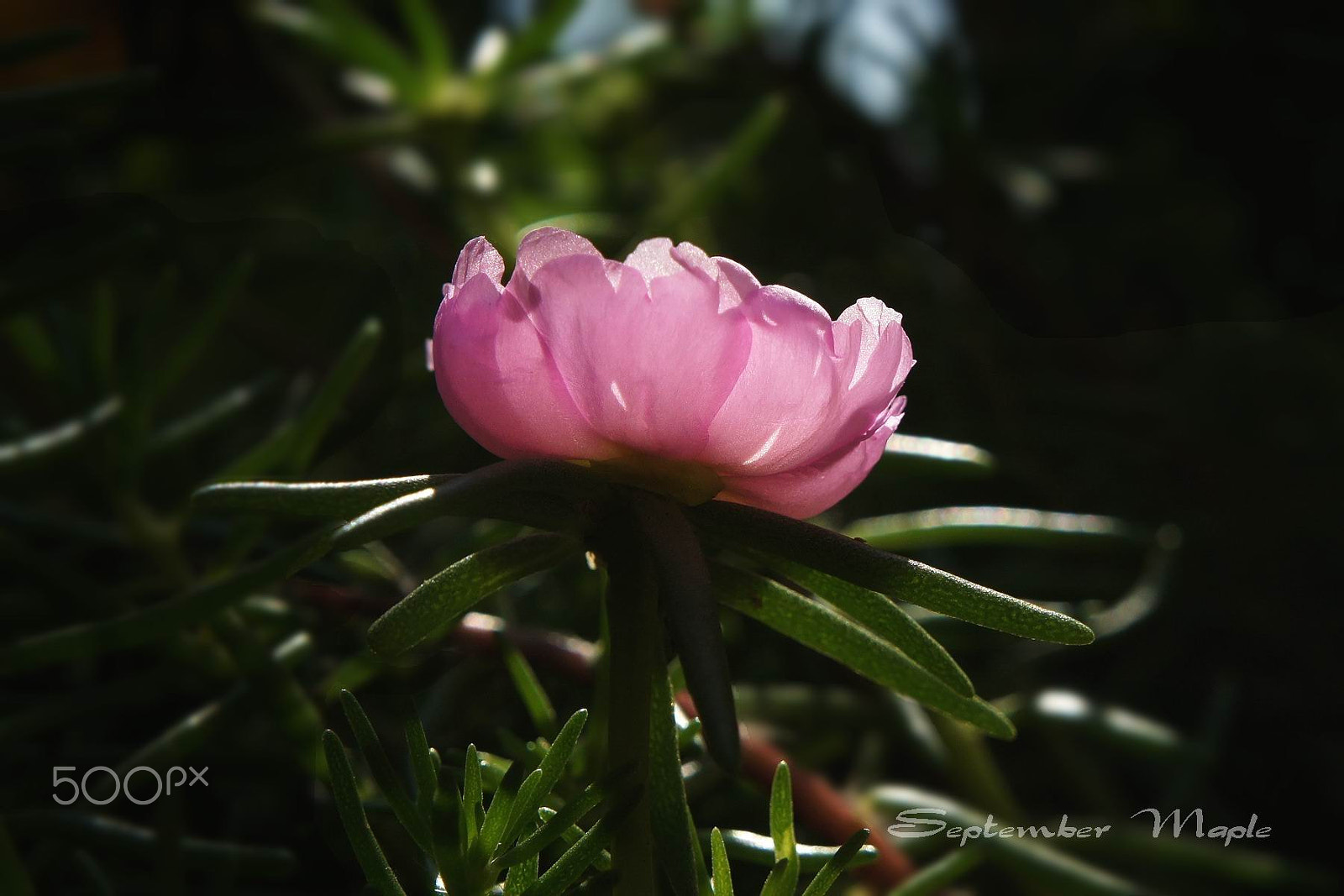 Sony NEX-5C sample photo. 粉色马齿笕 2 photography