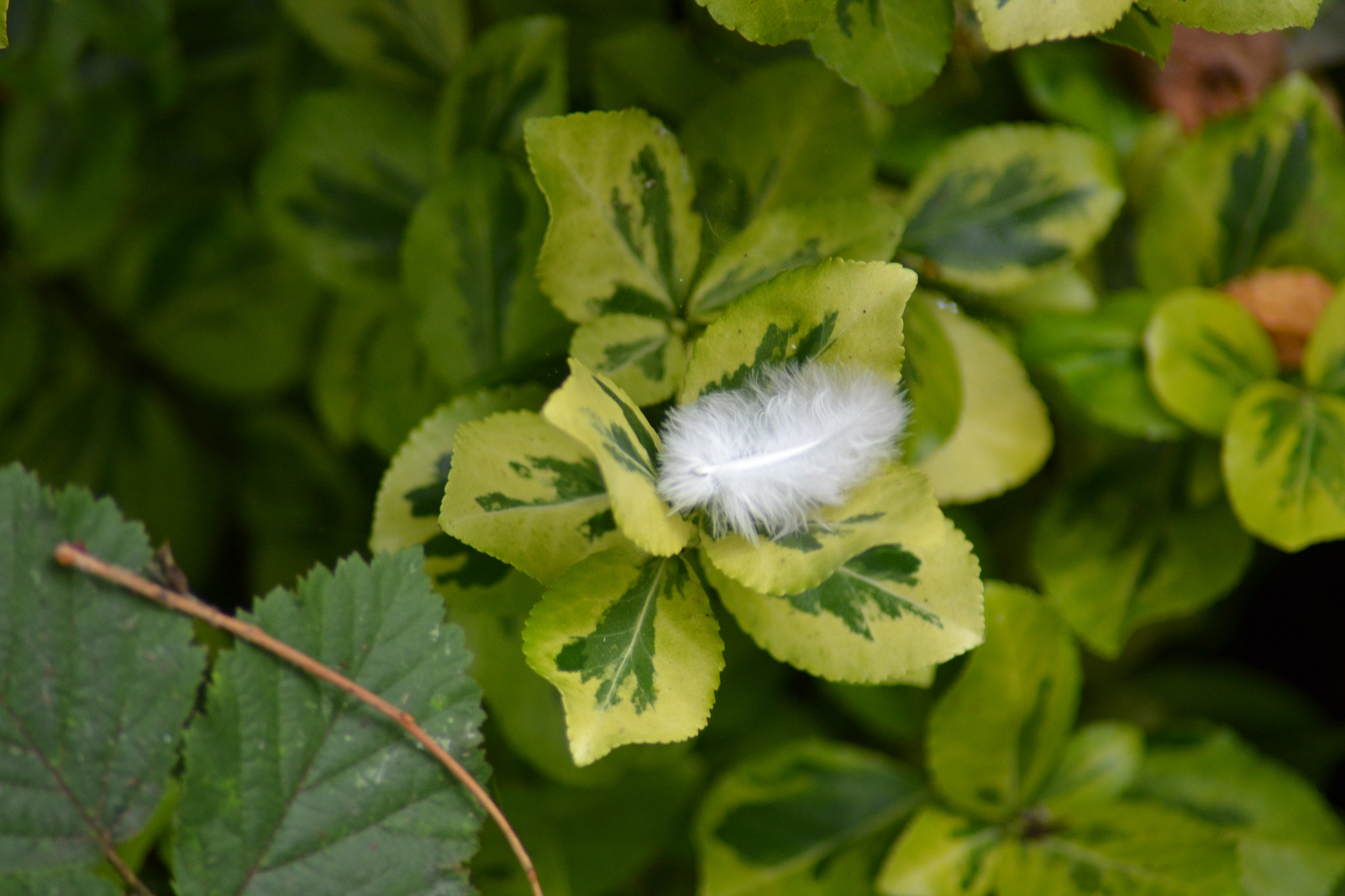 Nikon D3100 sample photo