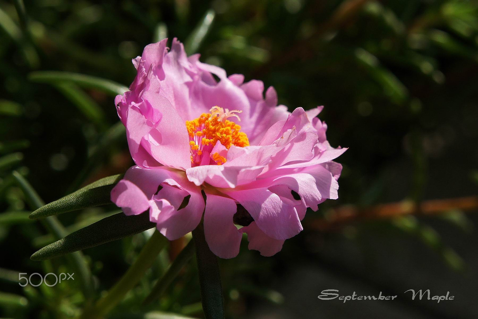 Sony NEX-5C sample photo. 粉色马齿笕 3 photography
