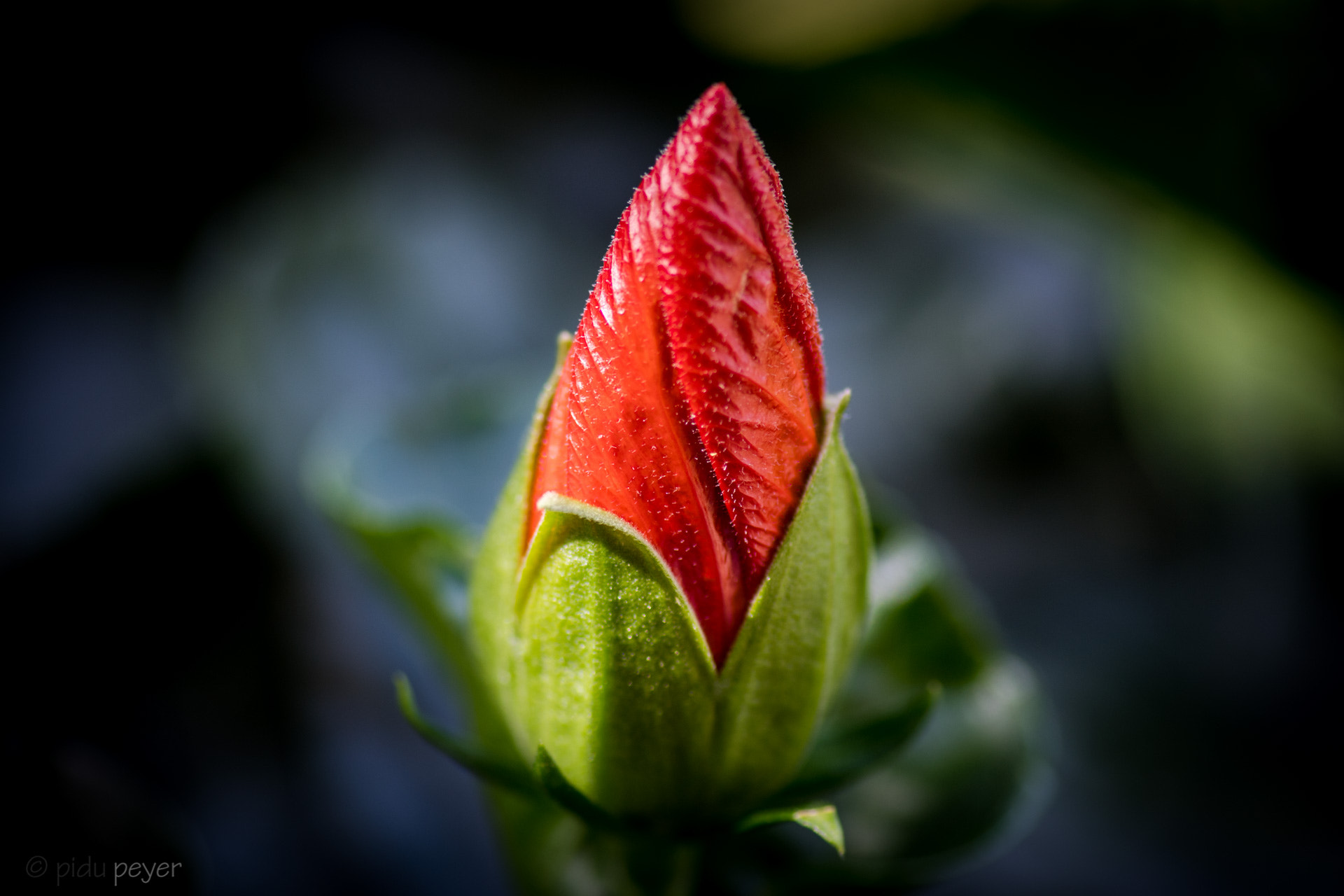 Nikon D5 sample photo. Hibiscus flower awakens to new life photography