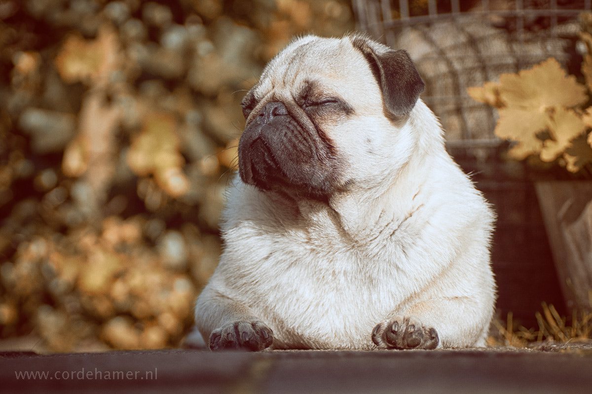 Sony SLT-A77 + Tamron SP AF 90mm F2.8 Di Macro sample photo. Relaxing in the late afternoon sun photography