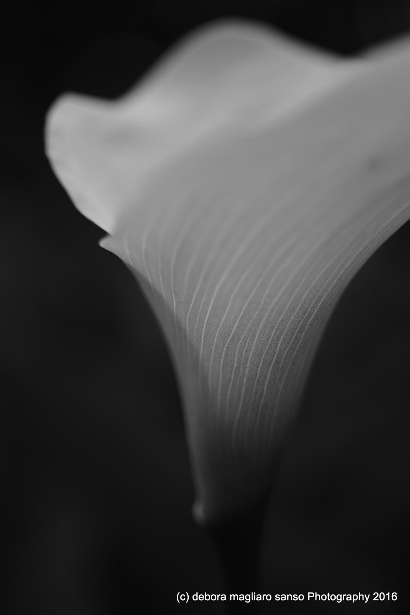 Nikon D610 + Nikon AF Micro-Nikkor 60mm F2.8D sample photo. Simplicity of elegance photography