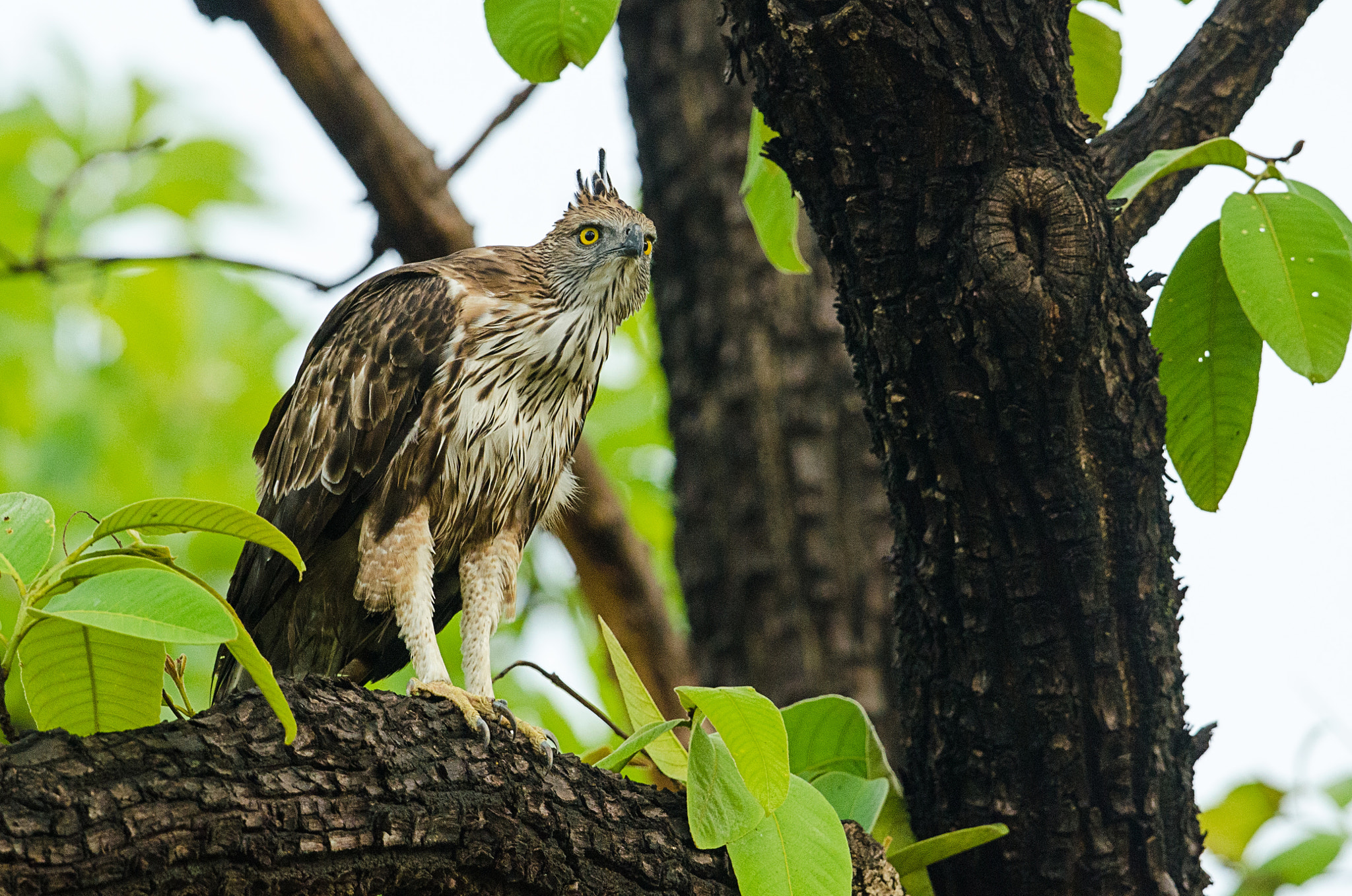 Nikon AF-S Nikkor 500mm F4G ED VR sample photo. Changeable hawk eagle photography