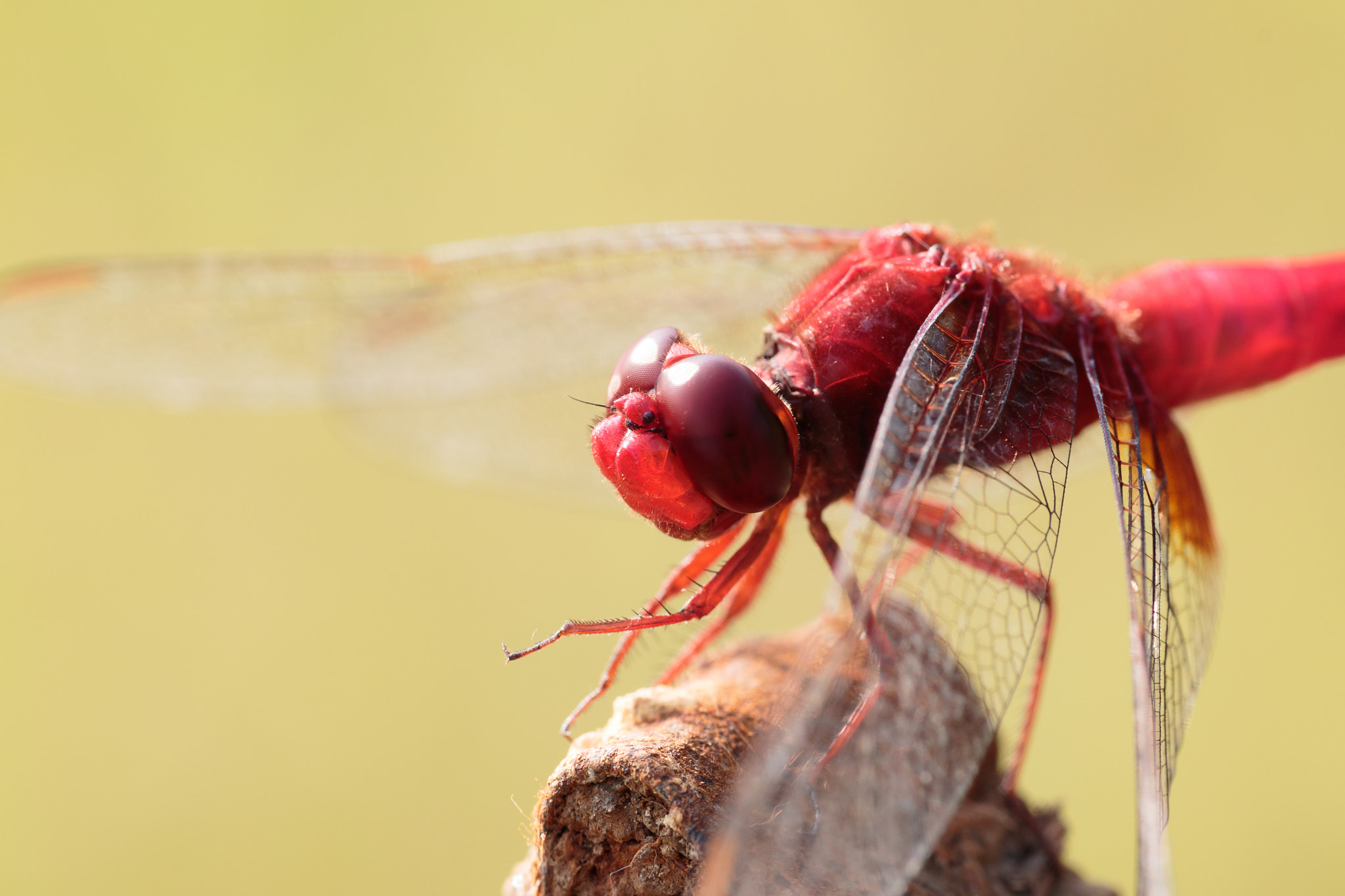 Sigma APO Macro 180mm F2.8 EX DG OS HSM sample photo. Crocothemis servilia photography