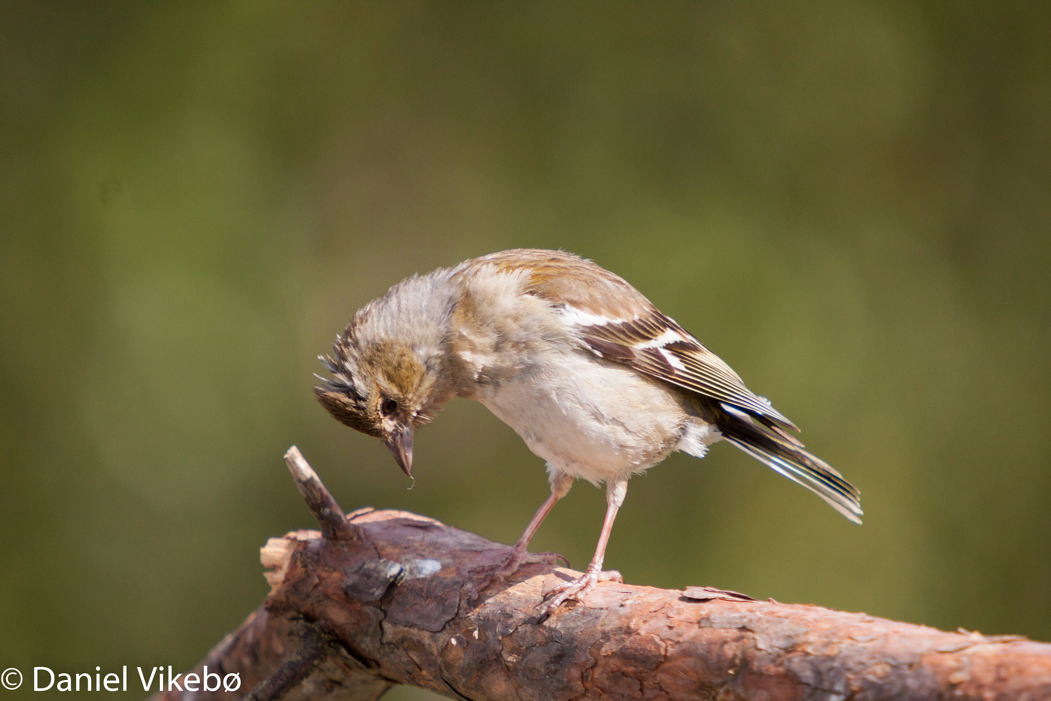 Sigma 50-500mm f/4-6.3 APO HSM EX sample photo. Funny bird. photography