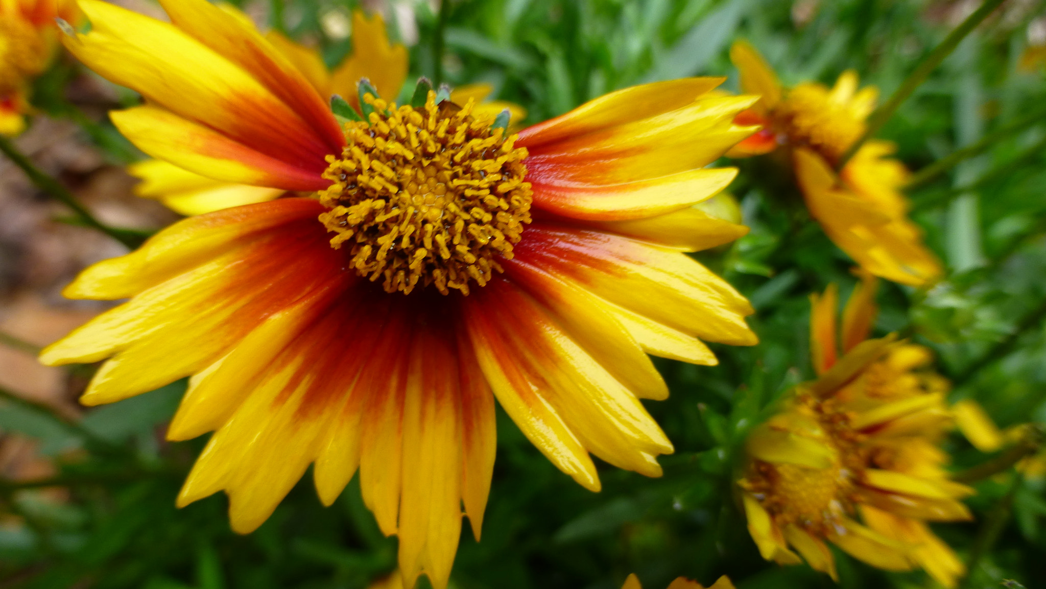 Panasonic Lumix DMC-ZS20 (Lumix DMC-TZ30) sample photo. Coreopsis photography