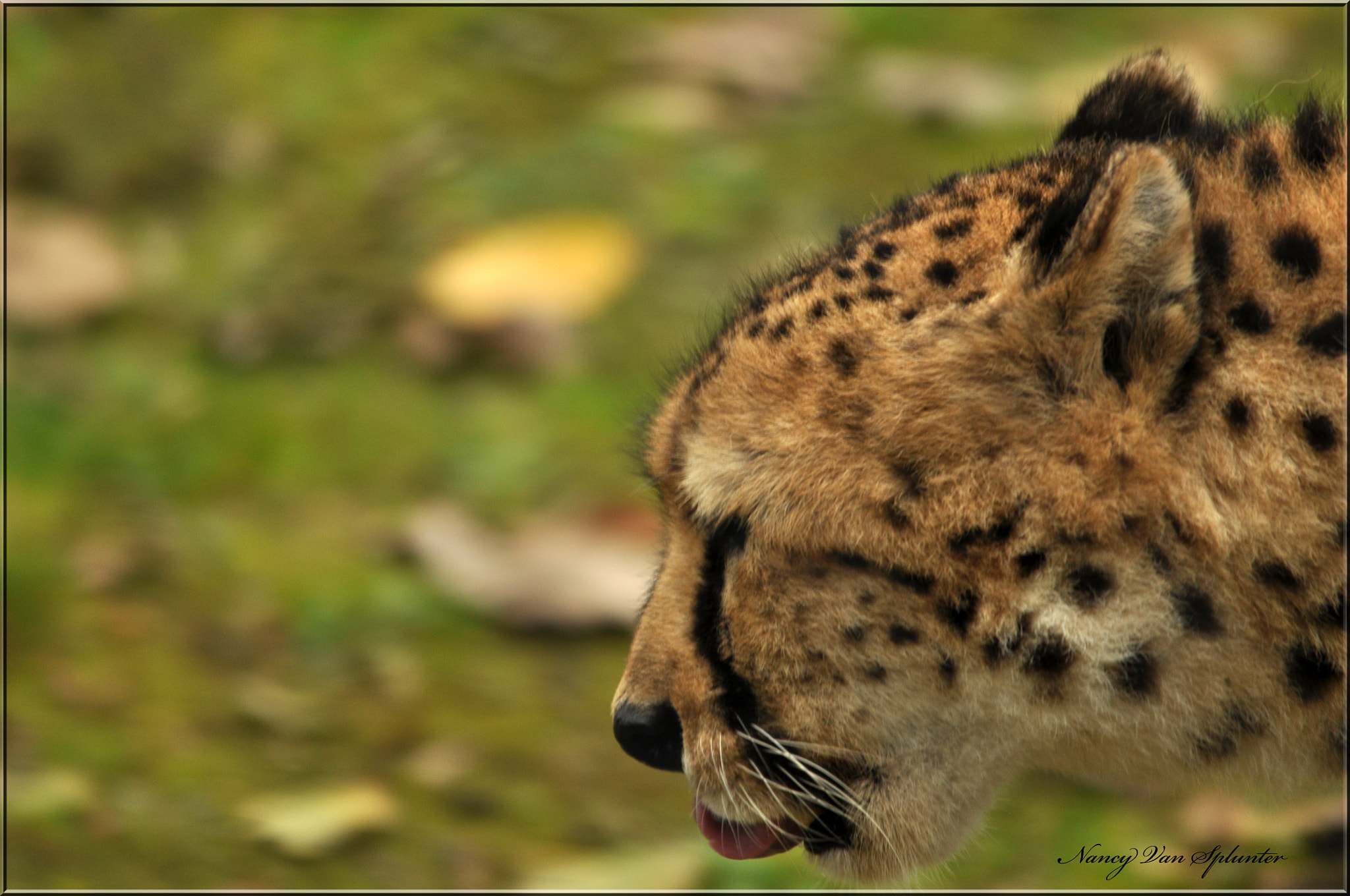 Sigma 150-500mm F5-6.3 DG OS HSM sample photo. Félin photography