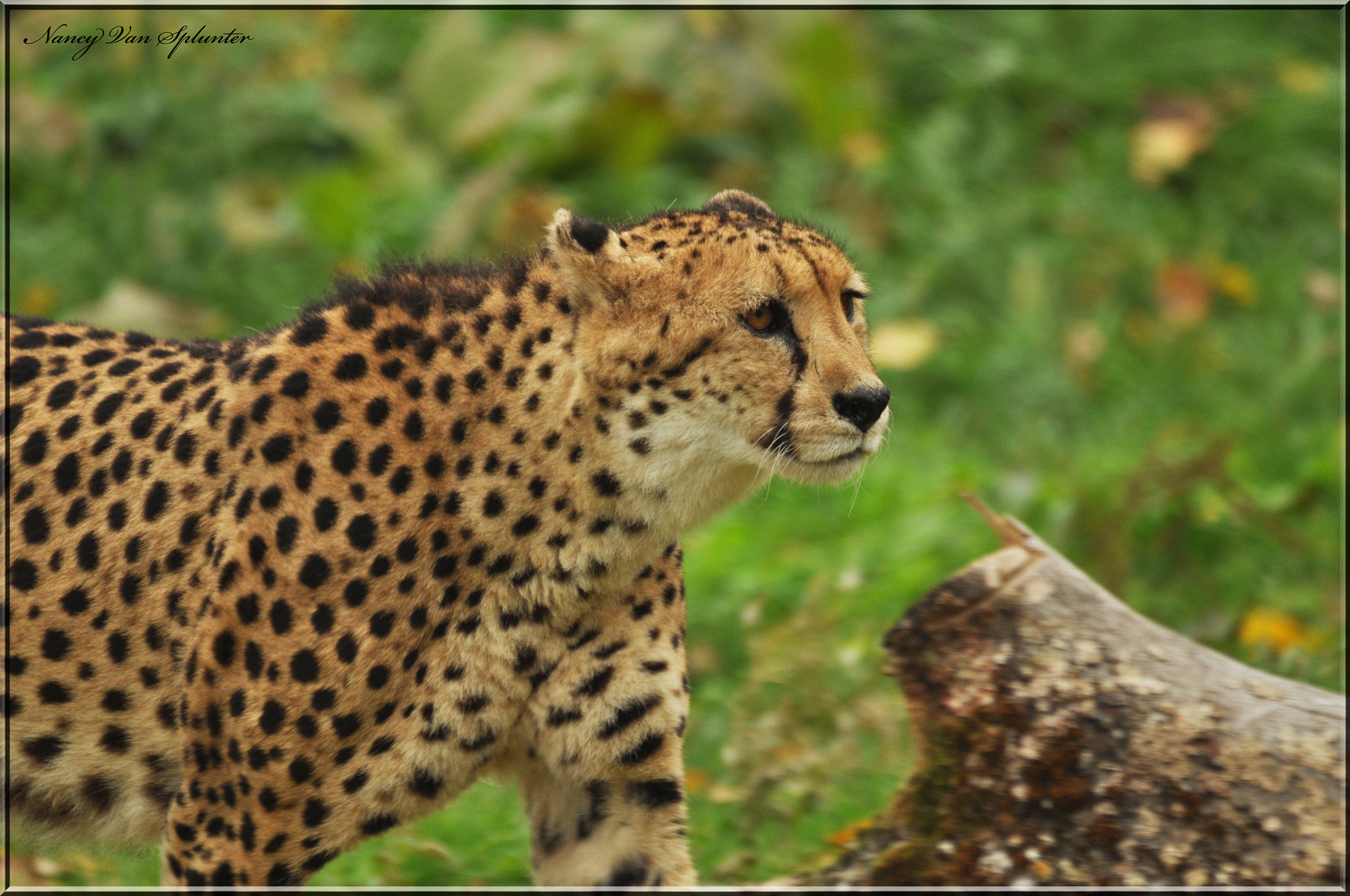 Sigma 150-500mm F5-6.3 DG OS HSM sample photo. Félin photography