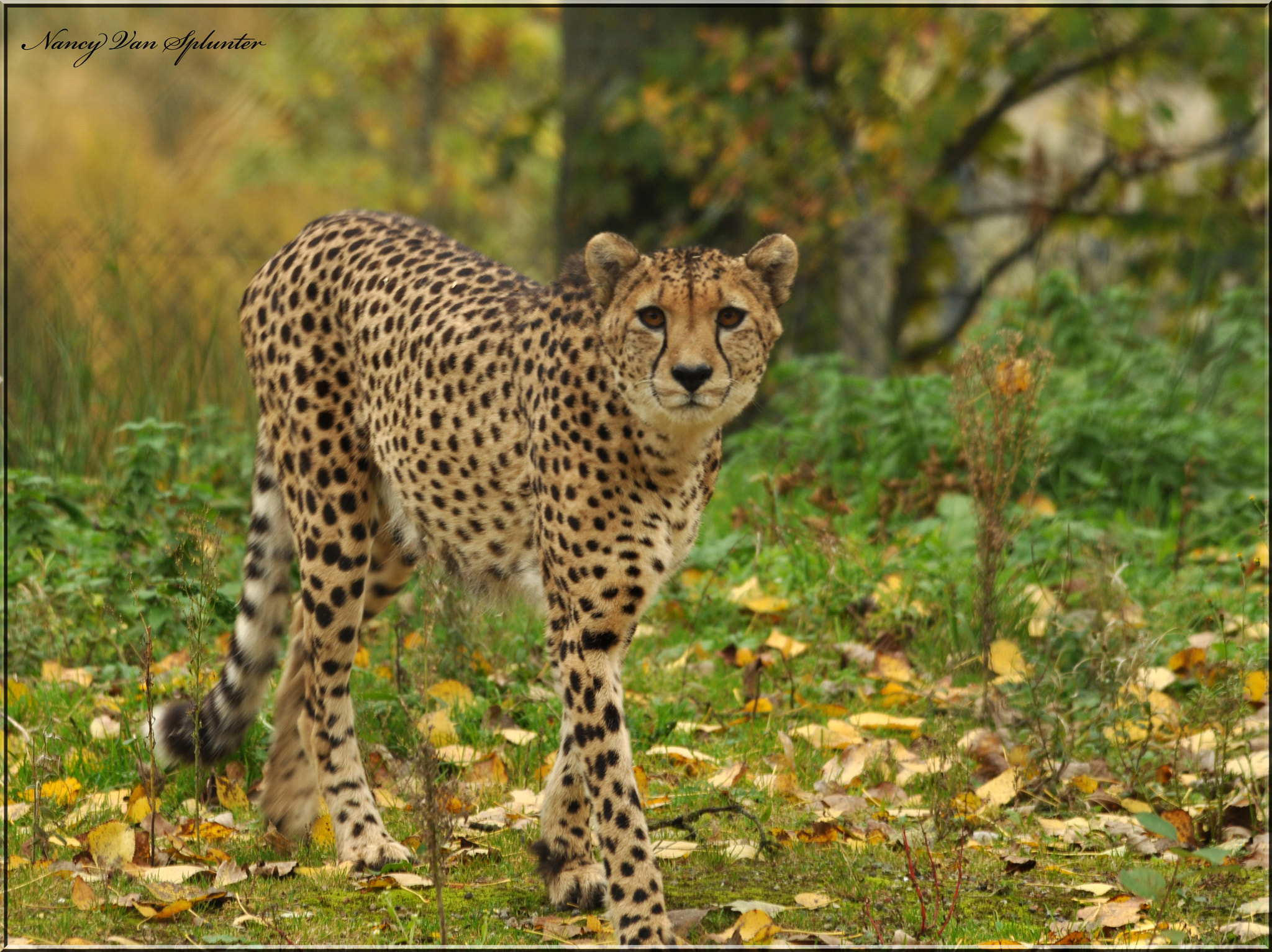 Sigma 150-500mm F5-6.3 DG OS HSM sample photo. Félin photography