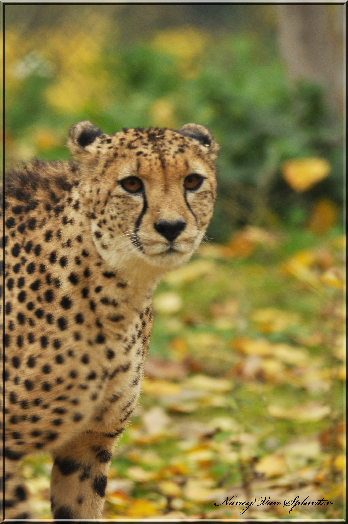 Sigma 150-500mm F5-6.3 DG OS HSM sample photo. Félin photography