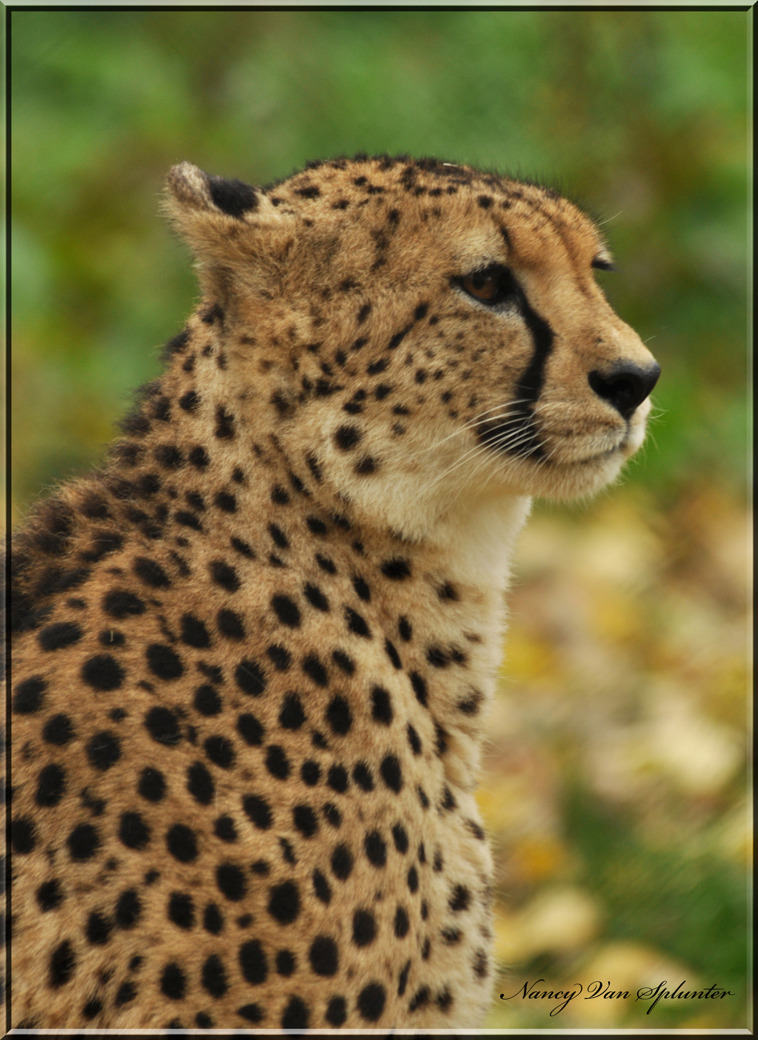 Sigma 150-500mm F5-6.3 DG OS HSM sample photo. Félin photography