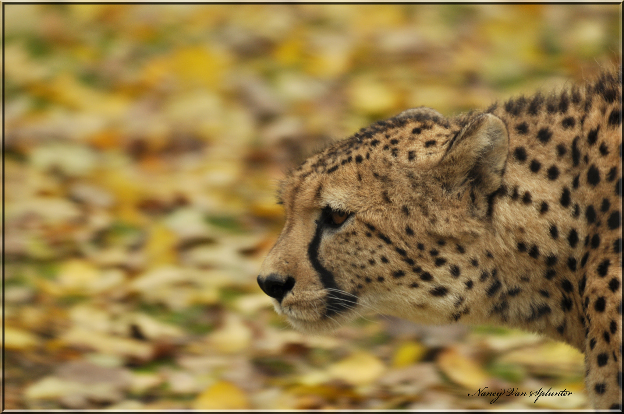 Sigma 150-500mm F5-6.3 DG OS HSM sample photo. Félin photography