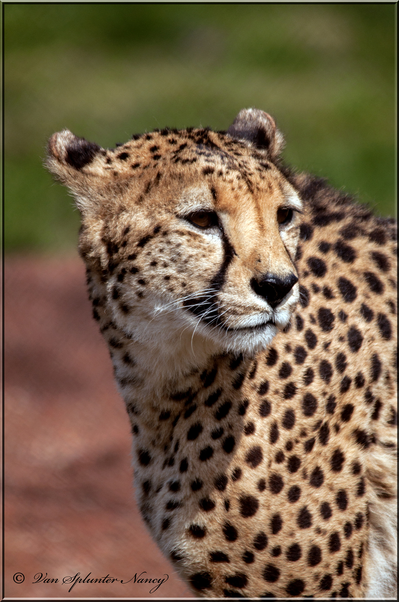 Sigma 150-500mm F5-6.3 DG OS HSM sample photo. Félin photography